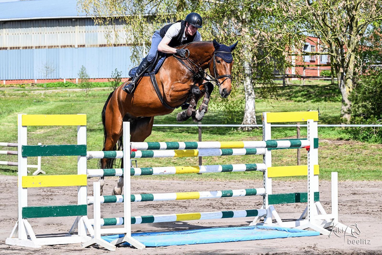 Vermögender 6-jähriger Springwallach