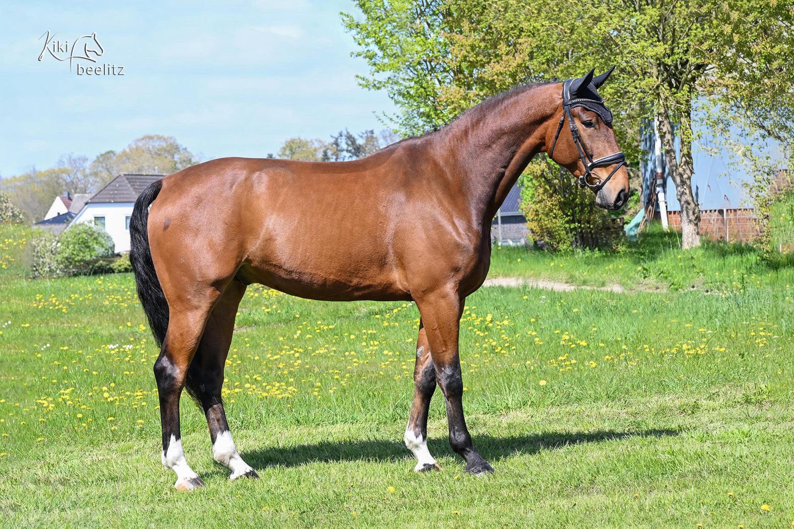 hanovarian springpaard ruin 6 år bruin till salu - Foto 2