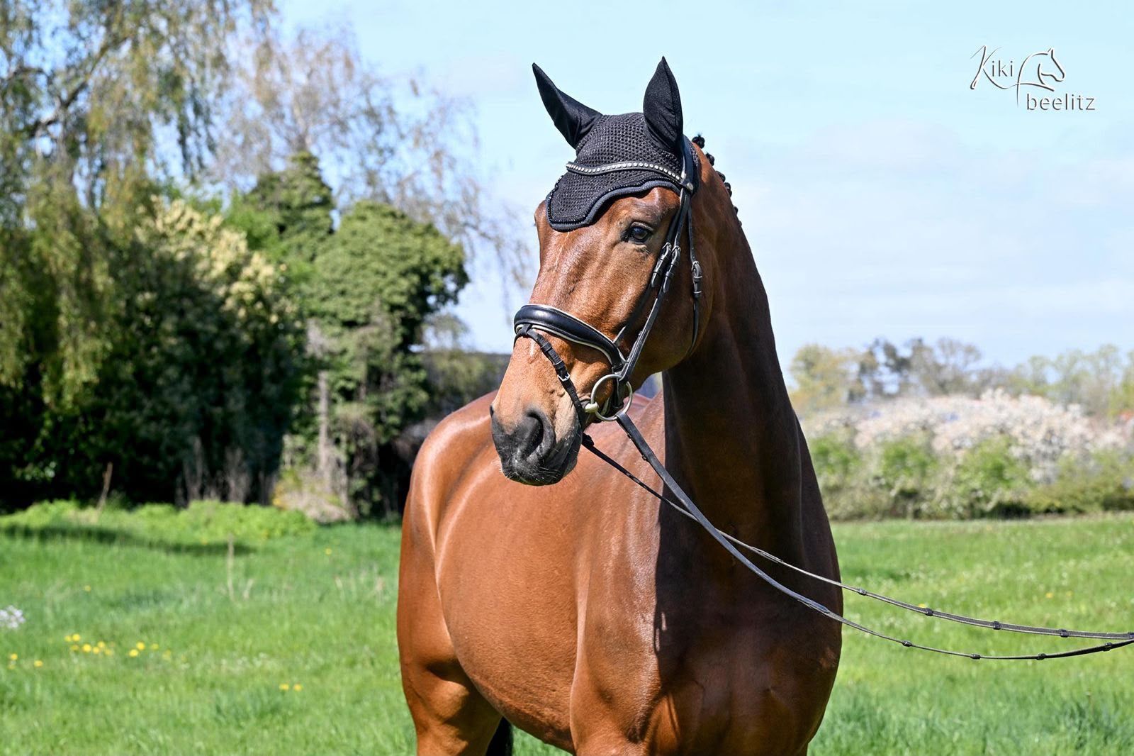hanovarian springpaard ruin 6 år bruin till salu - Foto 4
