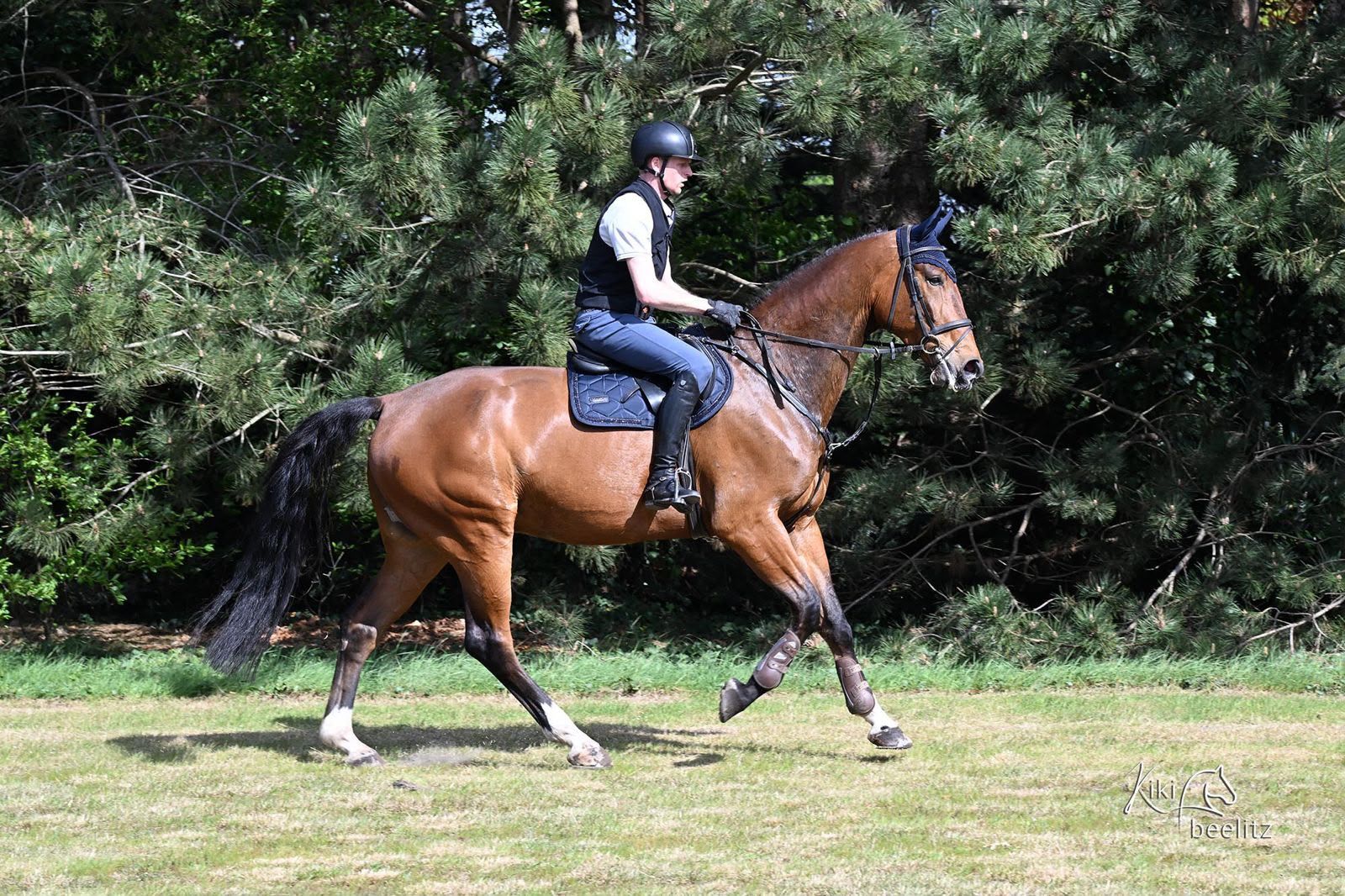hanovarian springpaard ruin 6 år bruin till salu - Foto 5