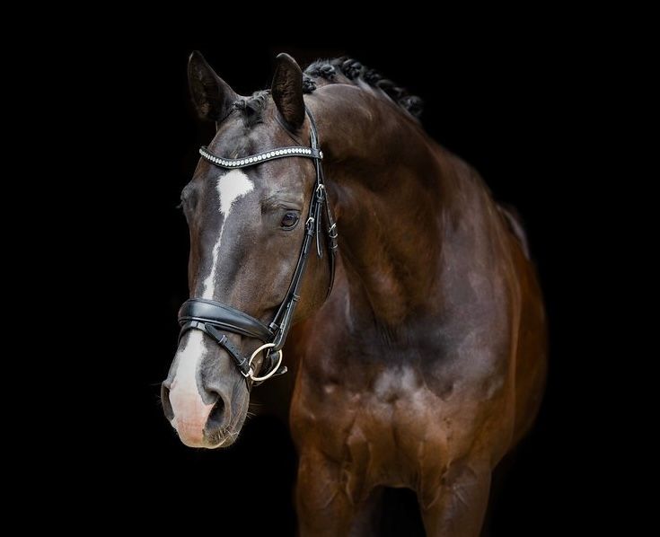 Z2 - Honest and beautiful dressage gelding - with video