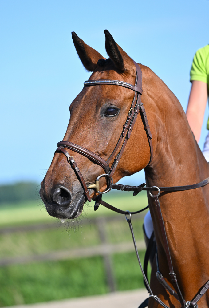 zangersheide springpaard merrie 6 lat bruin na sprzedaż - Zdjęcie 2