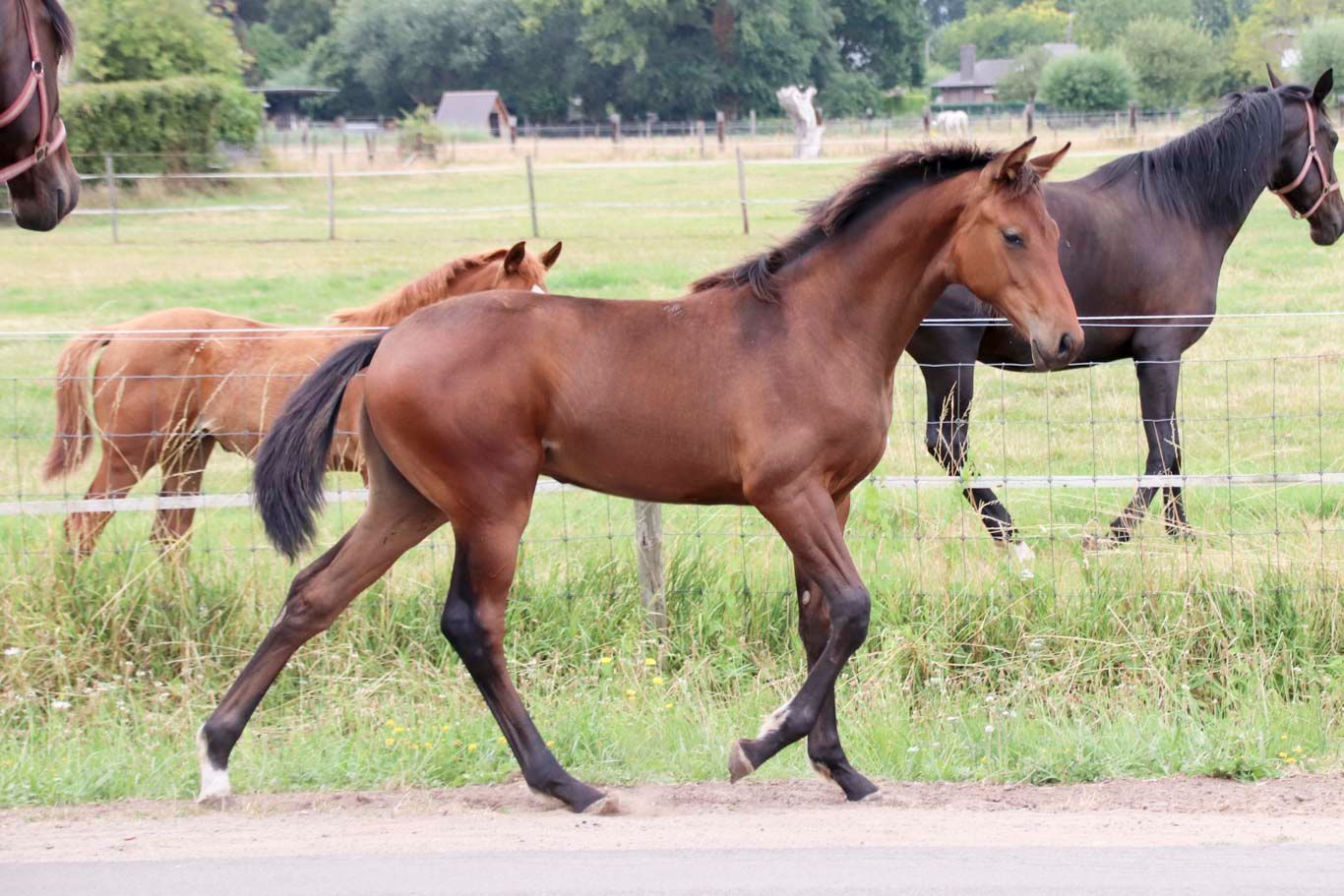 Beautiful mare foal by Dutch Dream