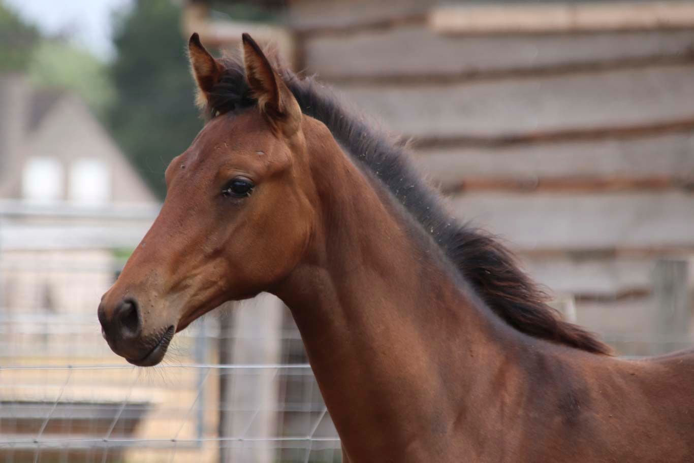 kwpn dressuurpaard merrie 0 years old donkerbruin for sale - Photo 2