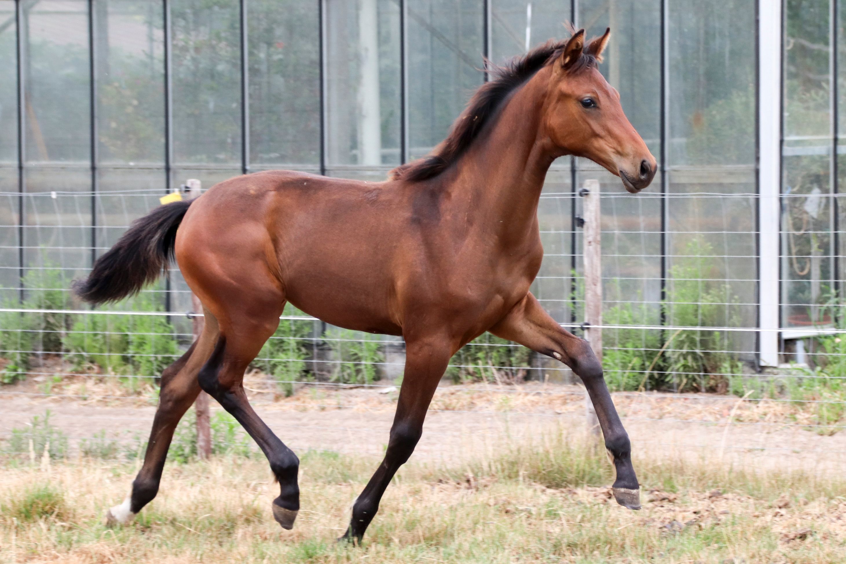 kwpn dressuurpaard merrie 0 years old donkerbruin for sale - Photo 5