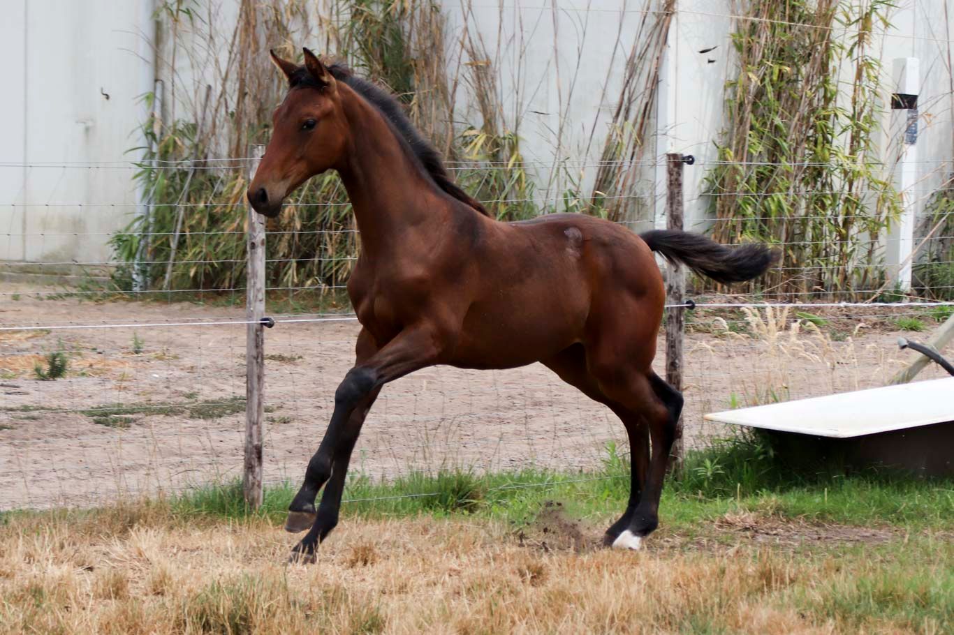 kwpn dressuurpaard merrie 0 years old donkerbruin for sale - Photo 4