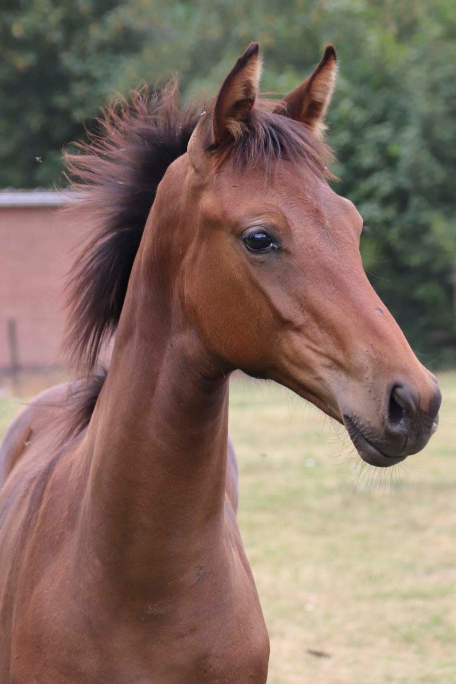 kwpn dressuurpaard merrie 0 years old donkerbruin for sale - Photo 6