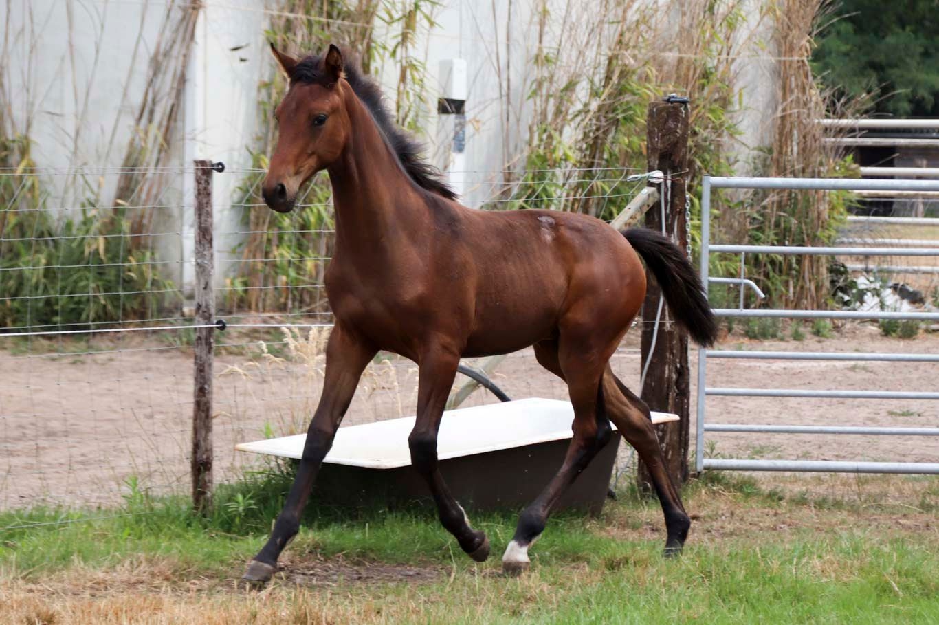 kwpn dressuurpaard merrie 0 years old donkerbruin for sale - Photo 3