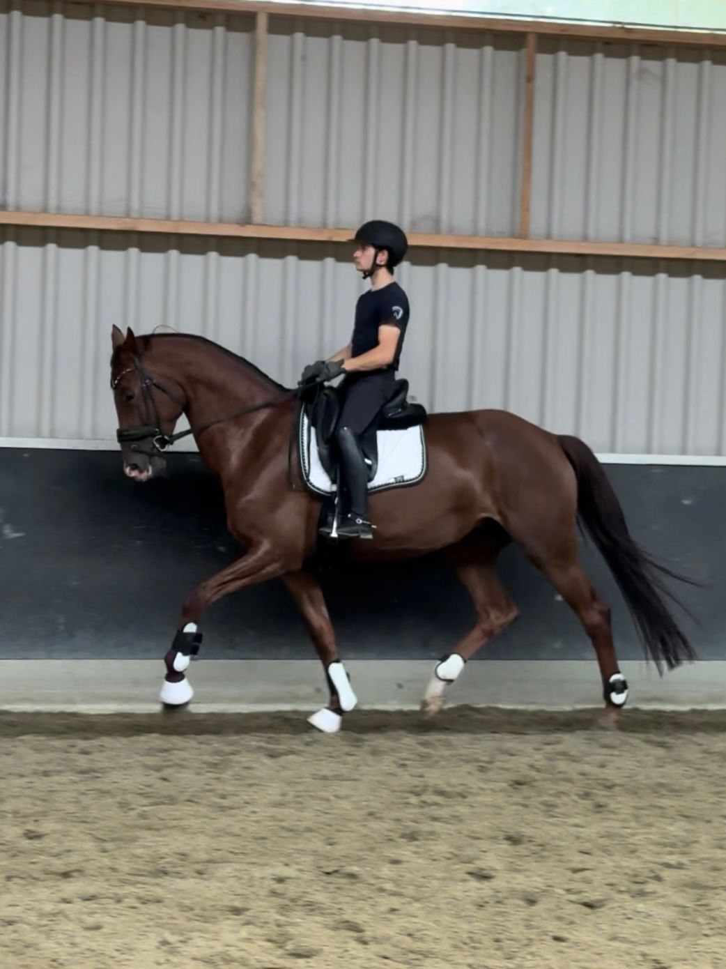 anglo-europees dressuurpaard merrie 6 år vos till salu - Foto 2