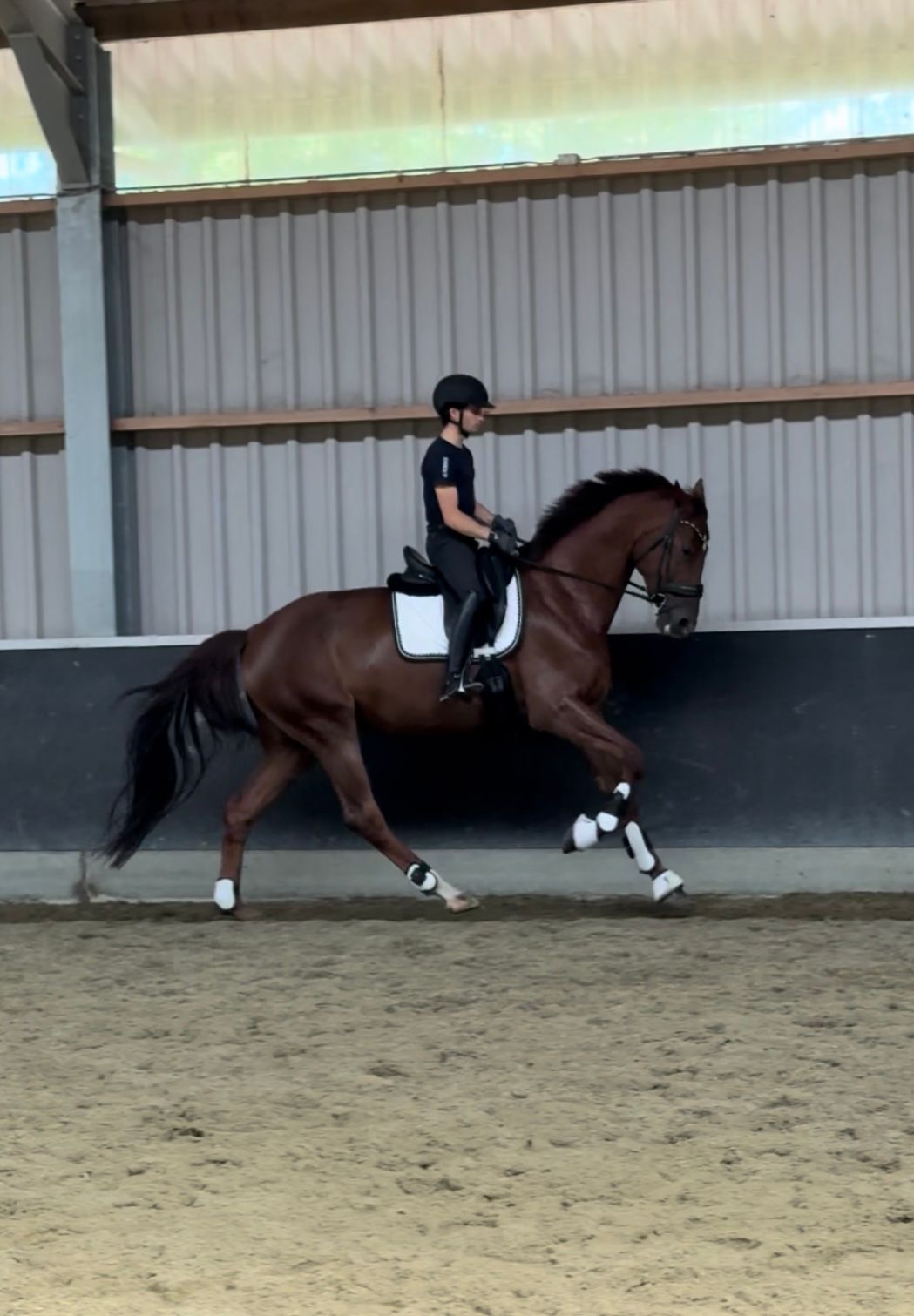 anglo-europees dressuurpaard merrie 6 år vos till salu - Foto 3