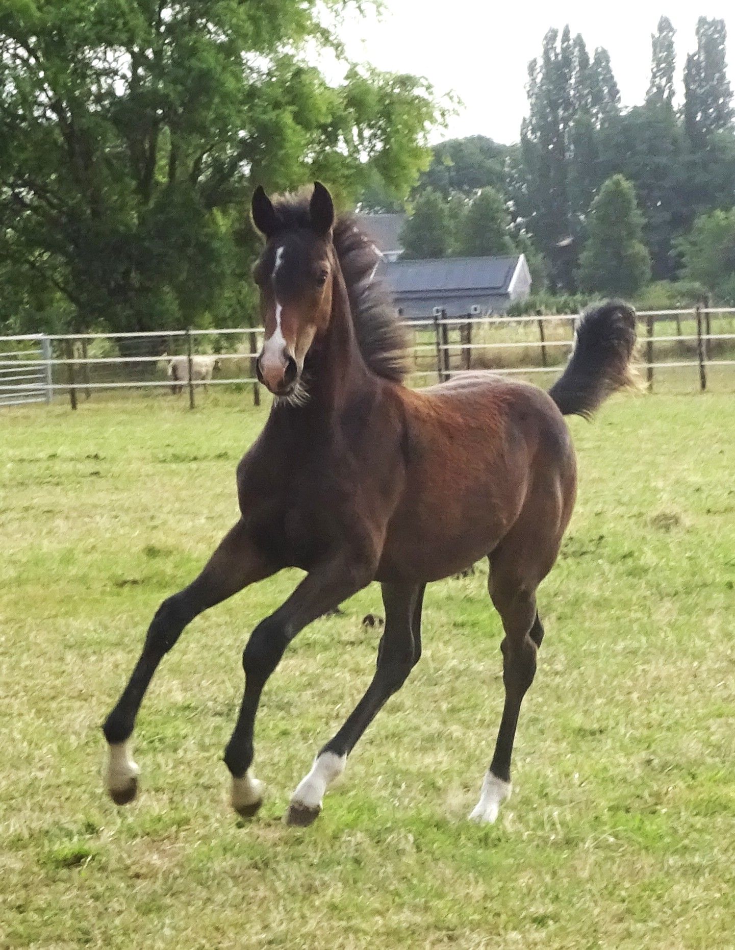 Long-legged strong-moving mare foal by Real Dream x Toto Jr x Zonik