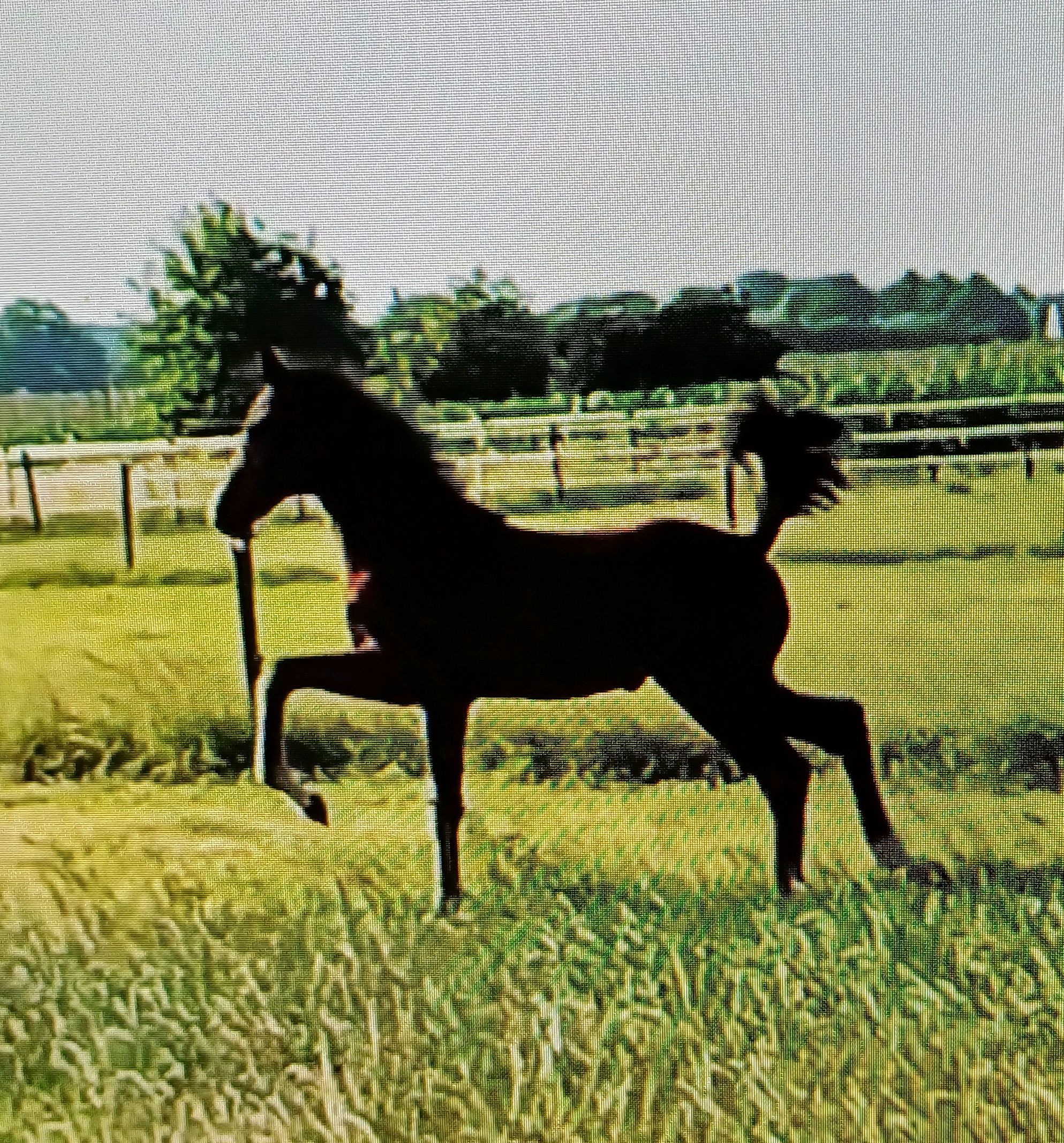 kwpn dressuurpaard merrie 0 años donkerbruin en venta - Foto 3