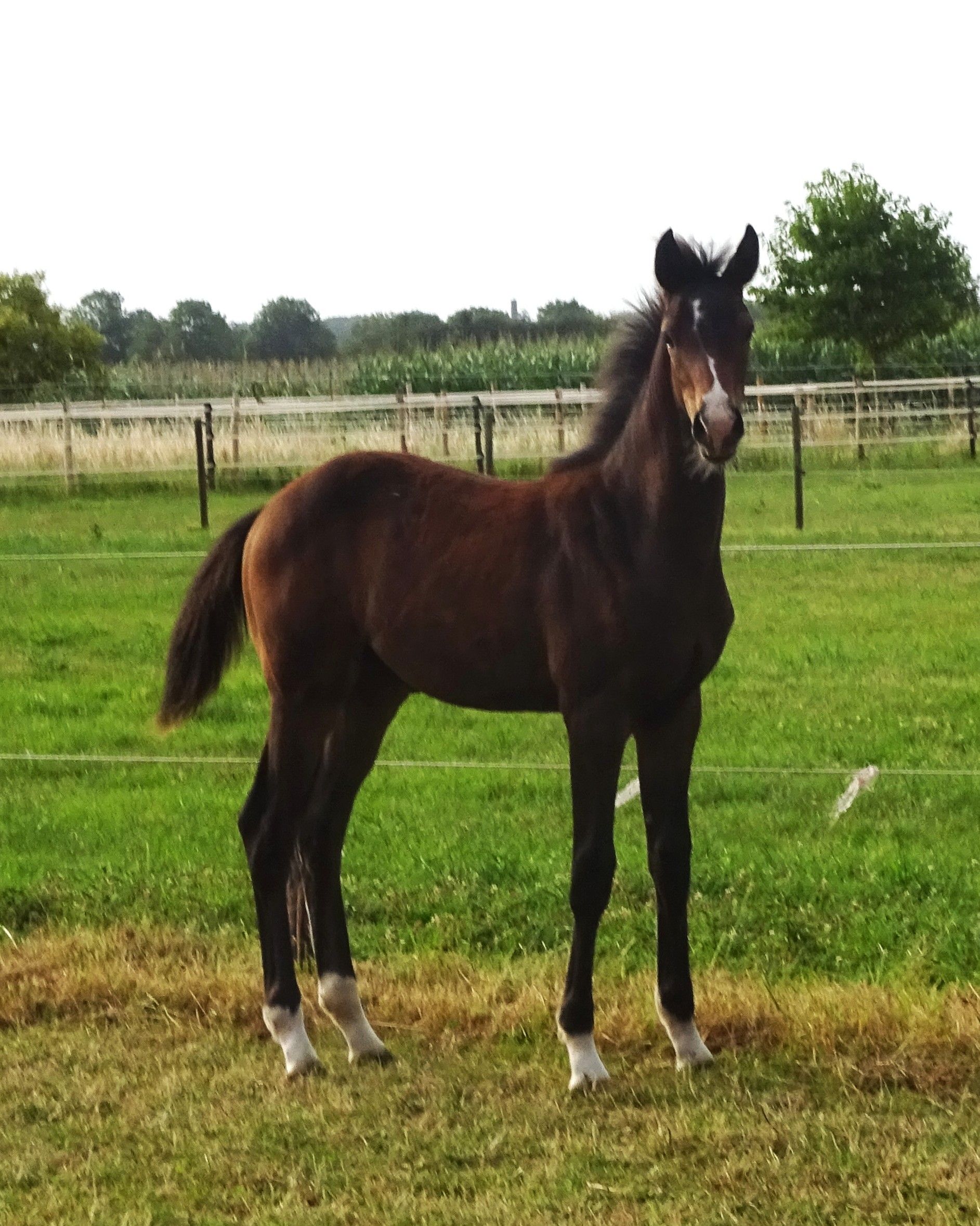 kwpn dressuurpaard merrie 0 años donkerbruin en venta - Foto 4