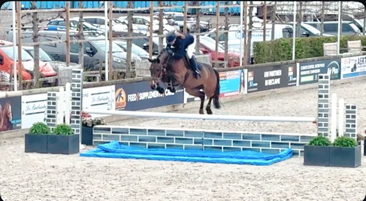 zangersheide springpaard merrie 7 år donkerbruin till salu - Foto 4
