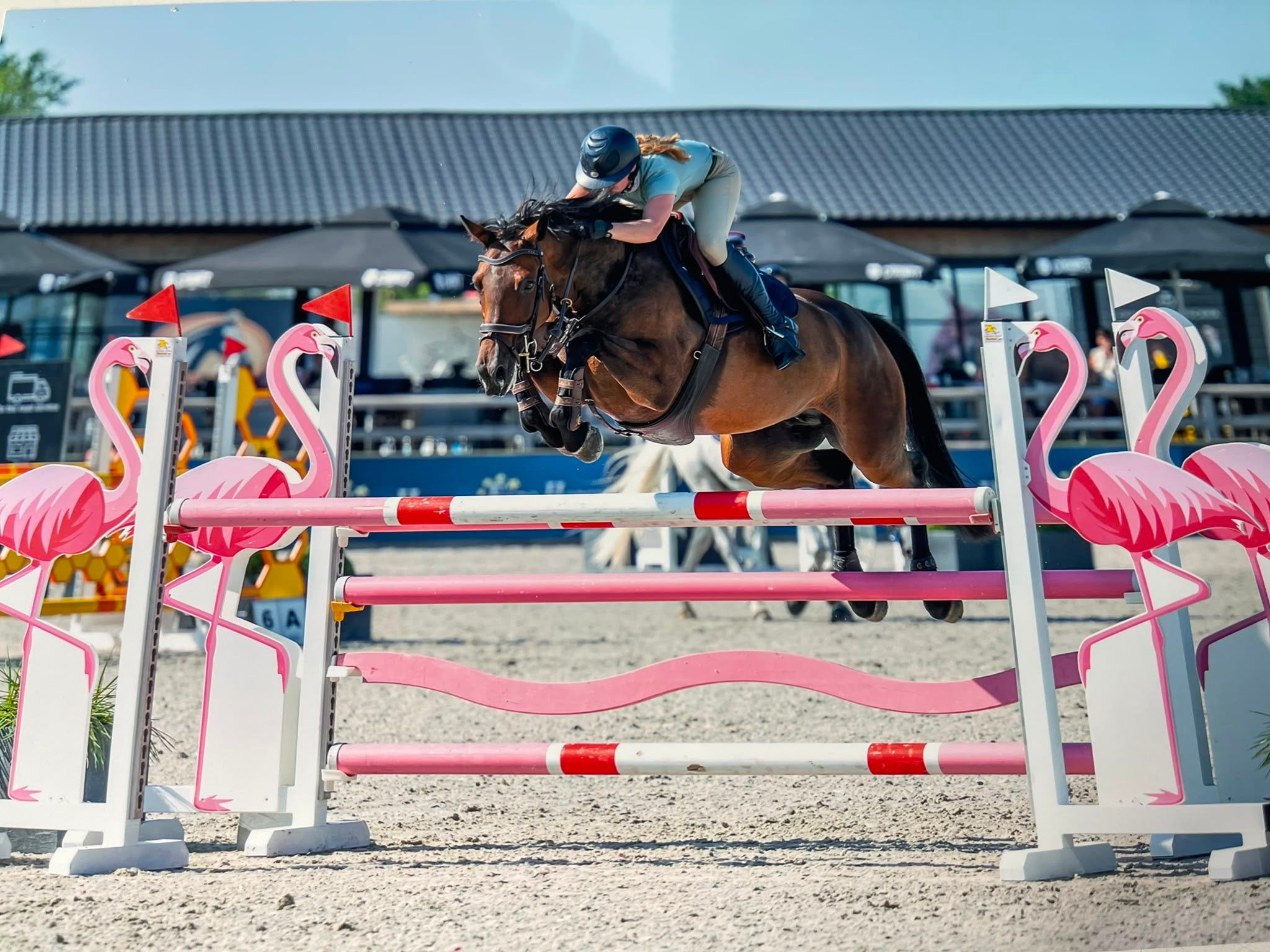 zangersheide springpaard merrie 7 år donkerbruin till salu - Foto 2