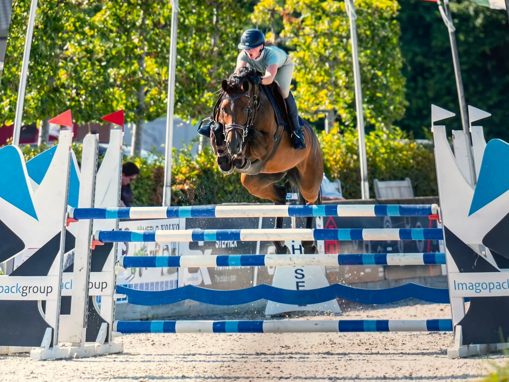 zangersheide springpaard merrie 7 år donkerbruin till salu - Foto 3