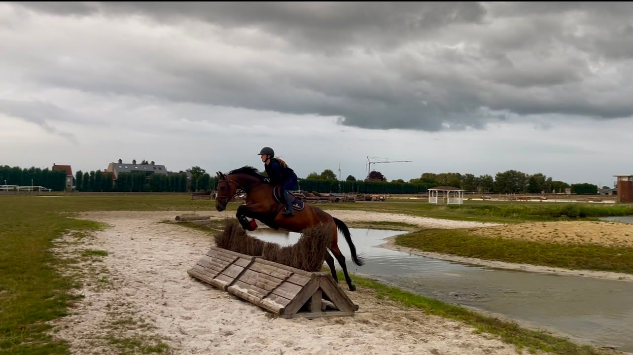 zangersheide springpaard merrie 7 år donkerbruin till salu - Foto 6