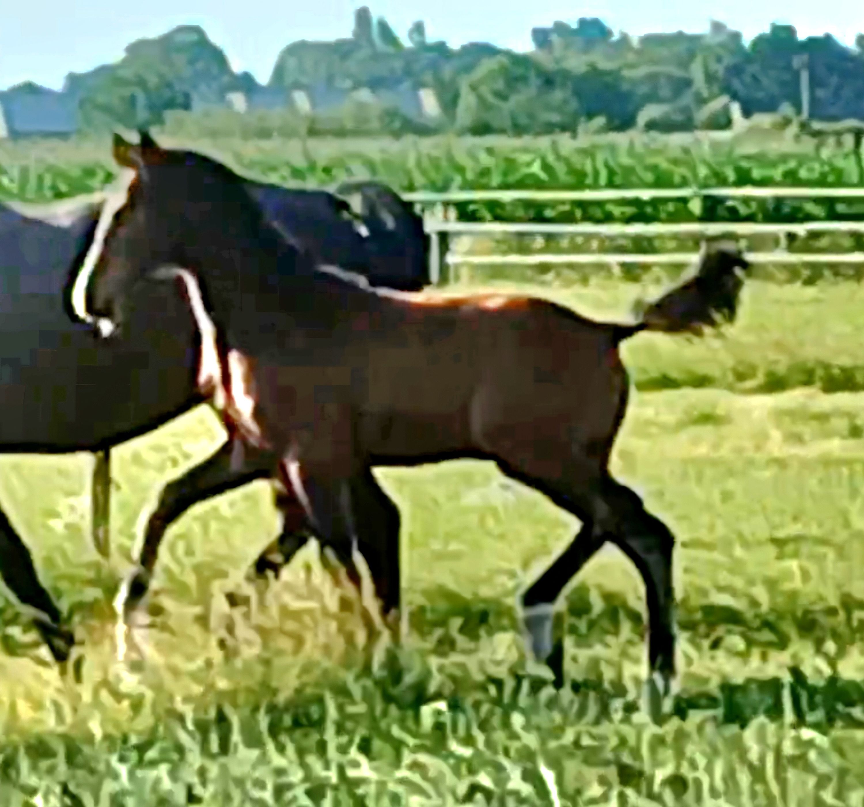 kwpn dressuurpaard merrie 0 años donkerbruin en venta - Foto 5