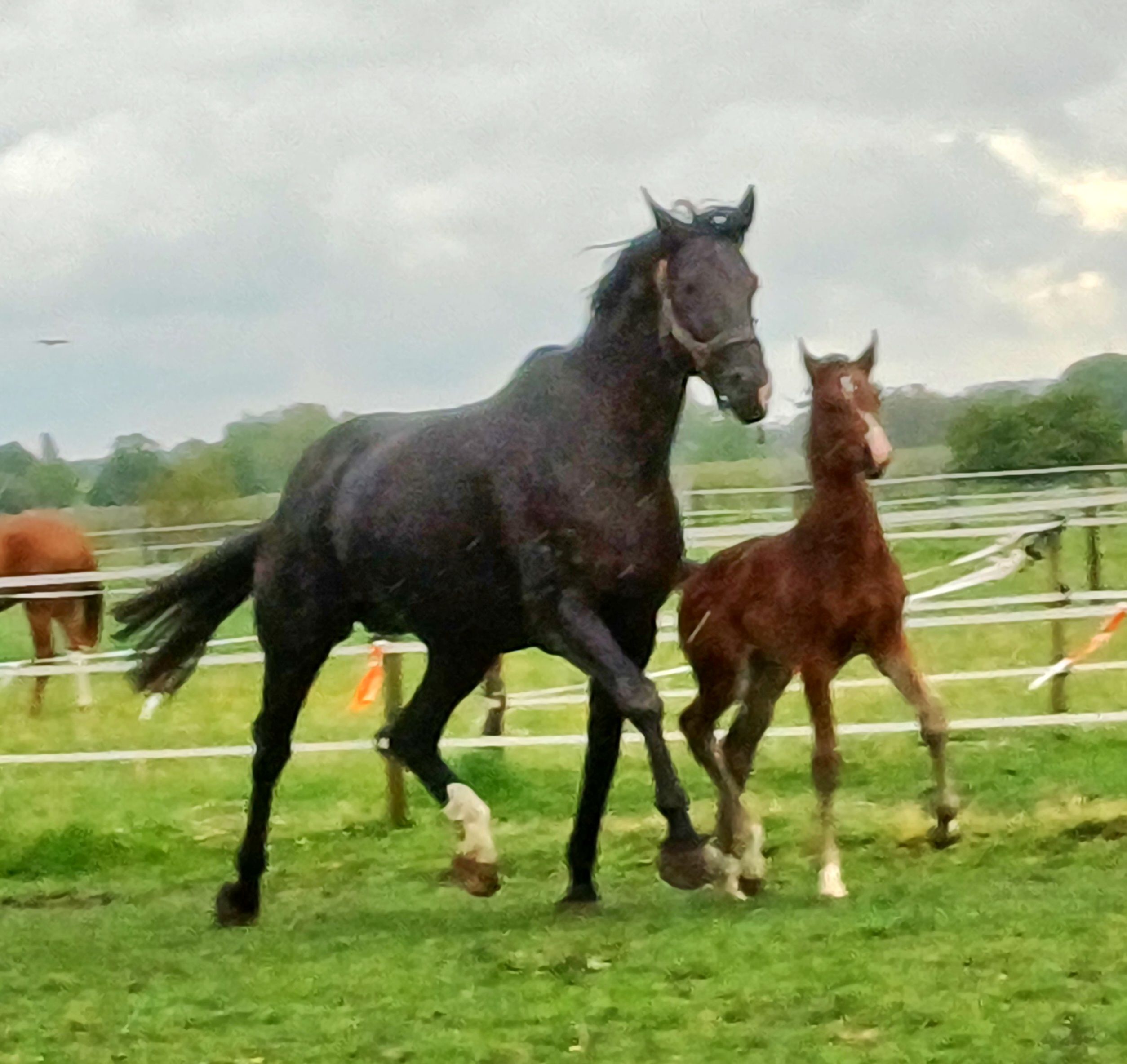 kwpn dressuurpaard merrie 0 años donkerbruin en venta - Foto 6