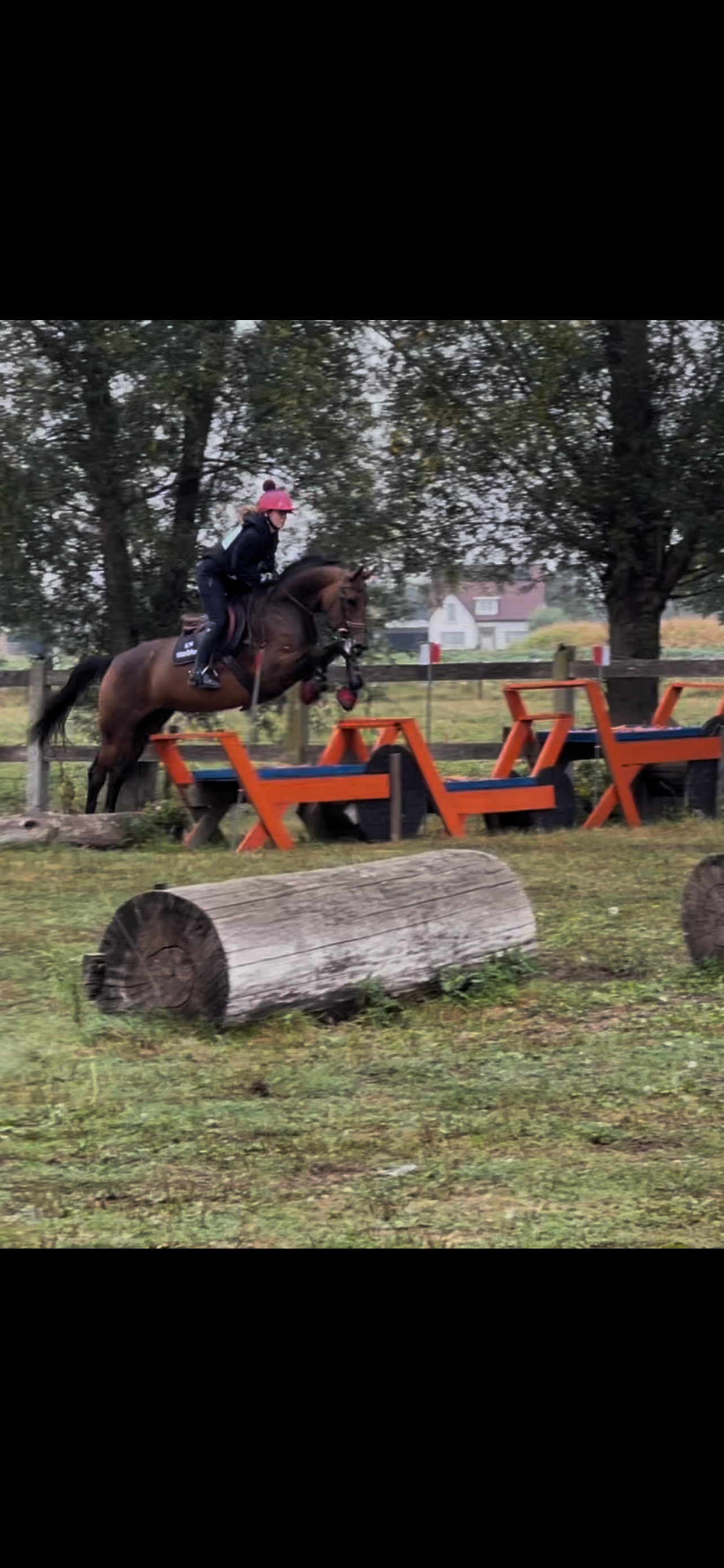 zangersheide springpaard merrie 7 år donkerbruin till salu - Foto 5