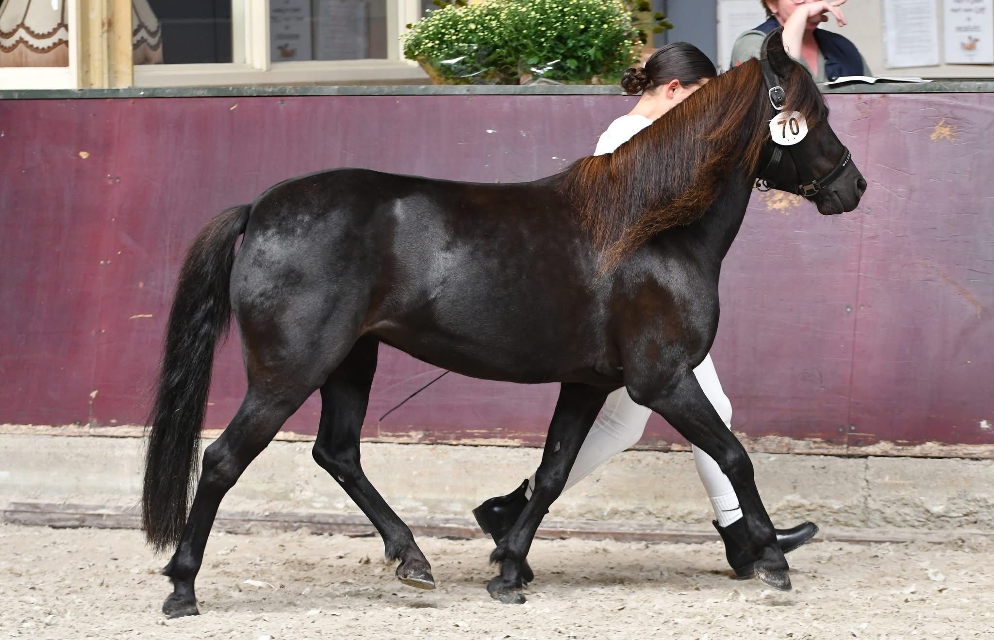 Liebes B-Pony