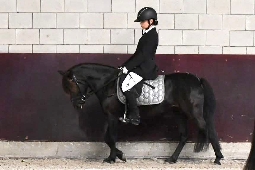 dartmoor recreatie-pony merrie 10 Jahre alt zwart zu verkaufen - Foto 2