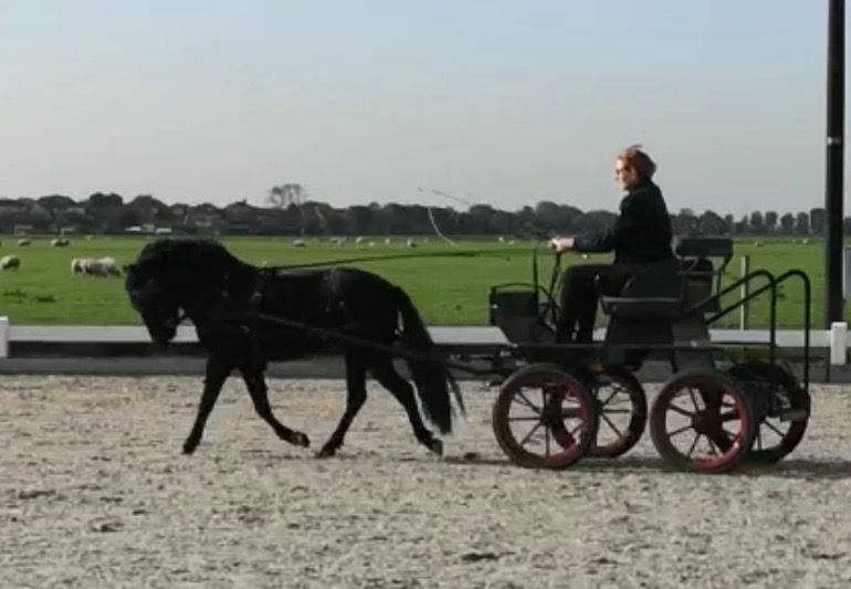 dartmoor recreatie-pony merrie 10 Jahre alt zwart zu verkaufen - Foto 4