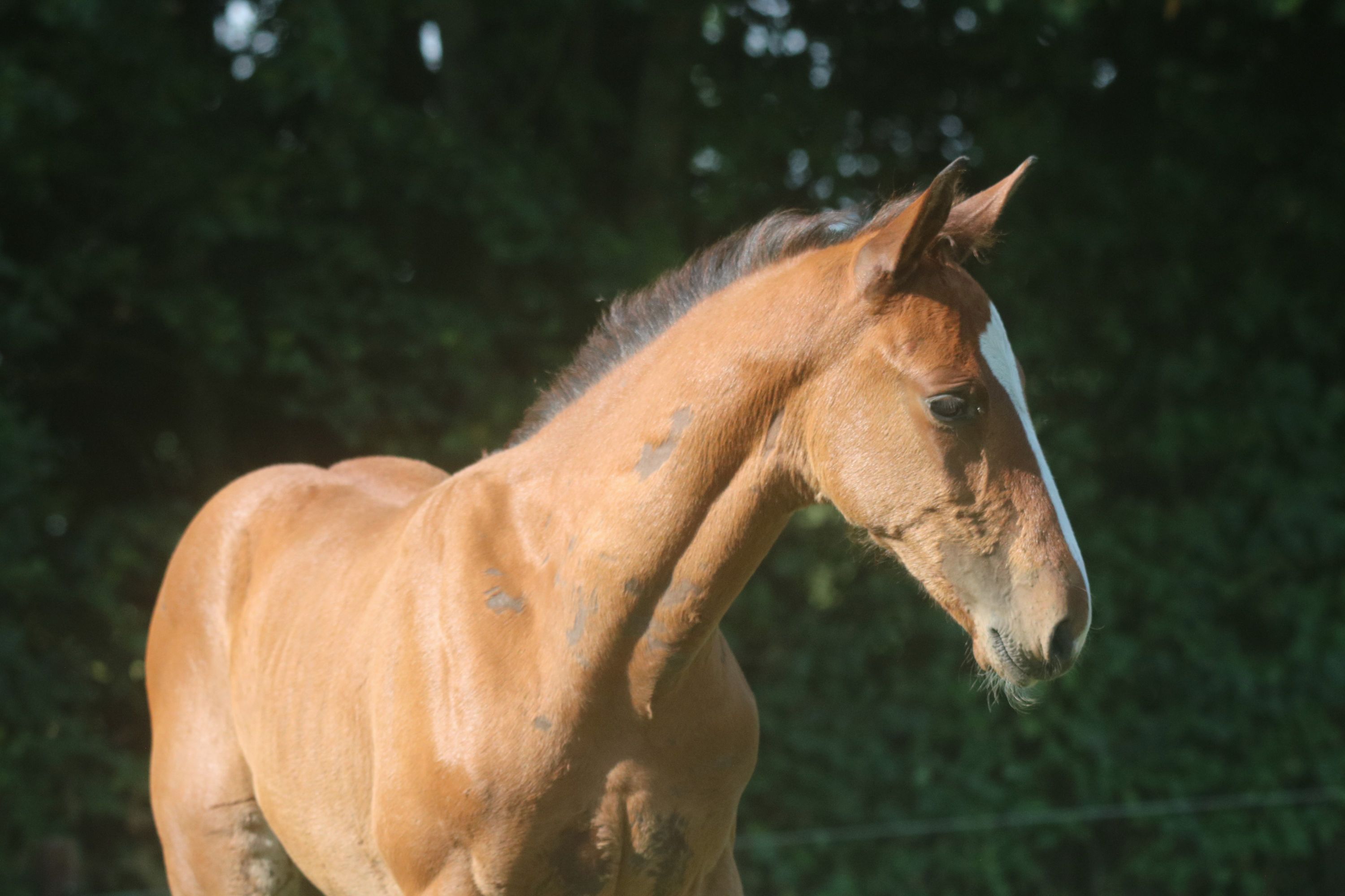 kwpn springpaard hengst 0 歳 bruin 売り出し中 - 写真 2