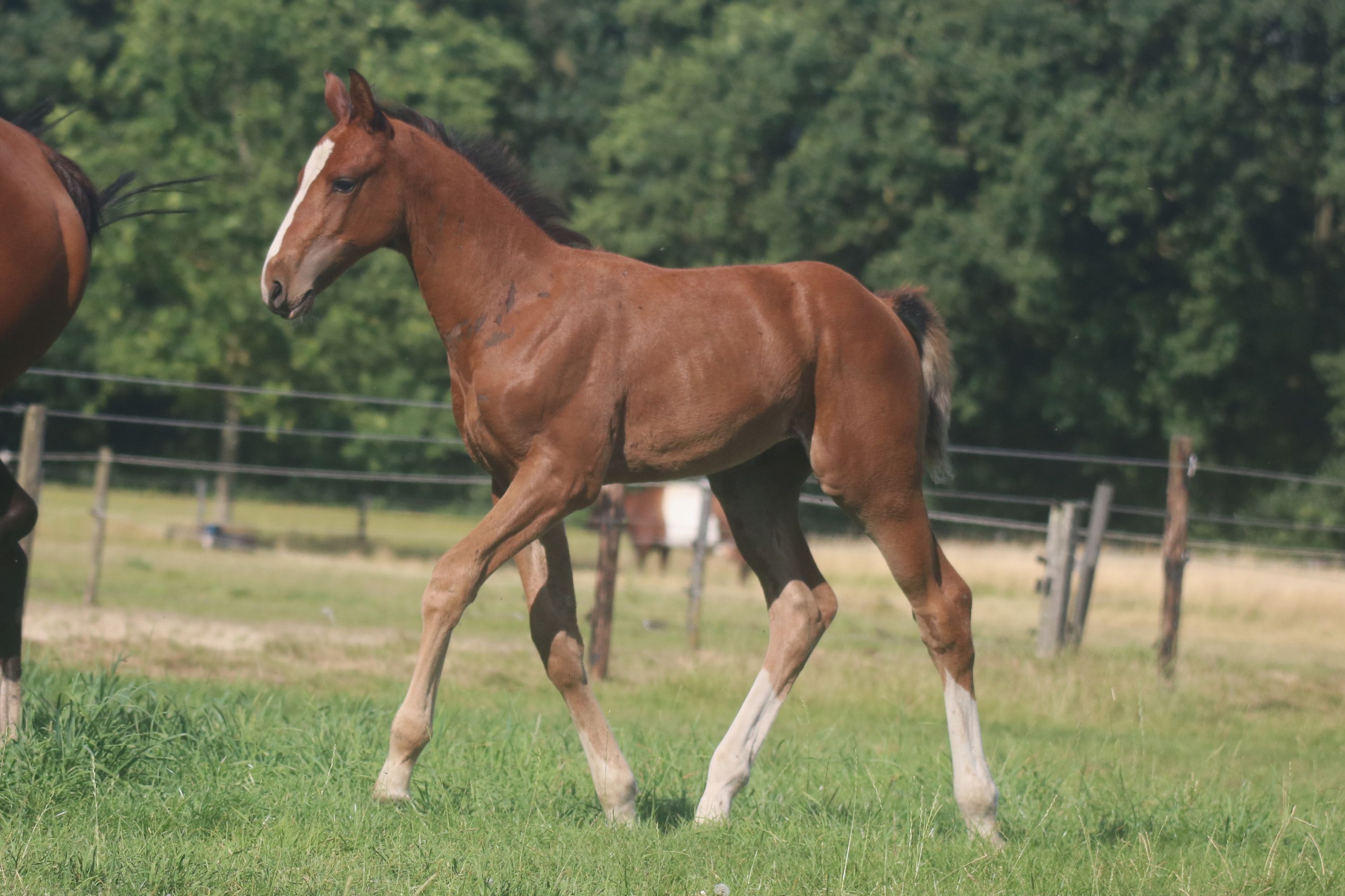 kwpn springpaard hengst 0 歳 bruin 売り出し中 - 写真 3