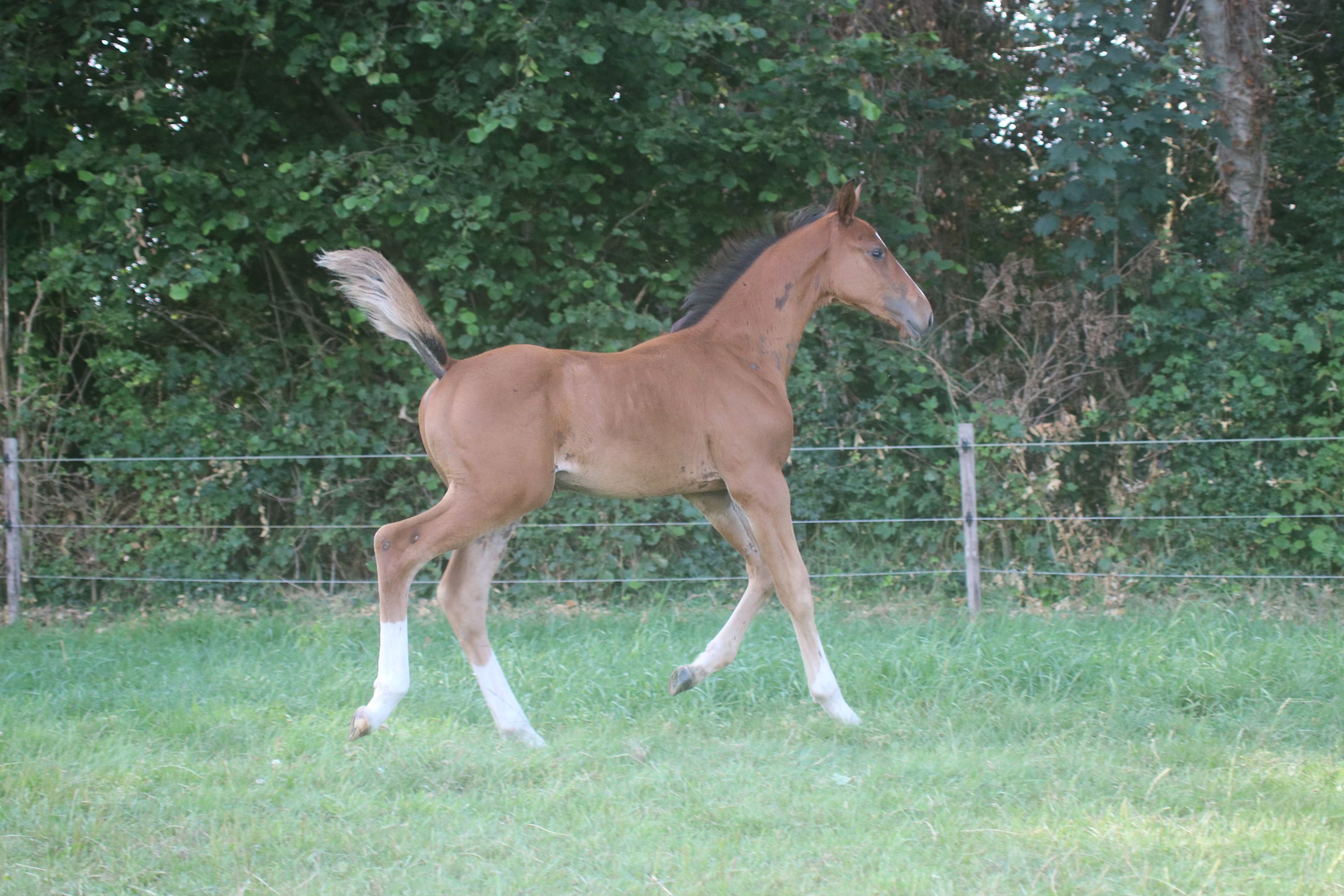 kwpn springpaard hengst 0 歳 bruin 売り出し中 - 写真 4