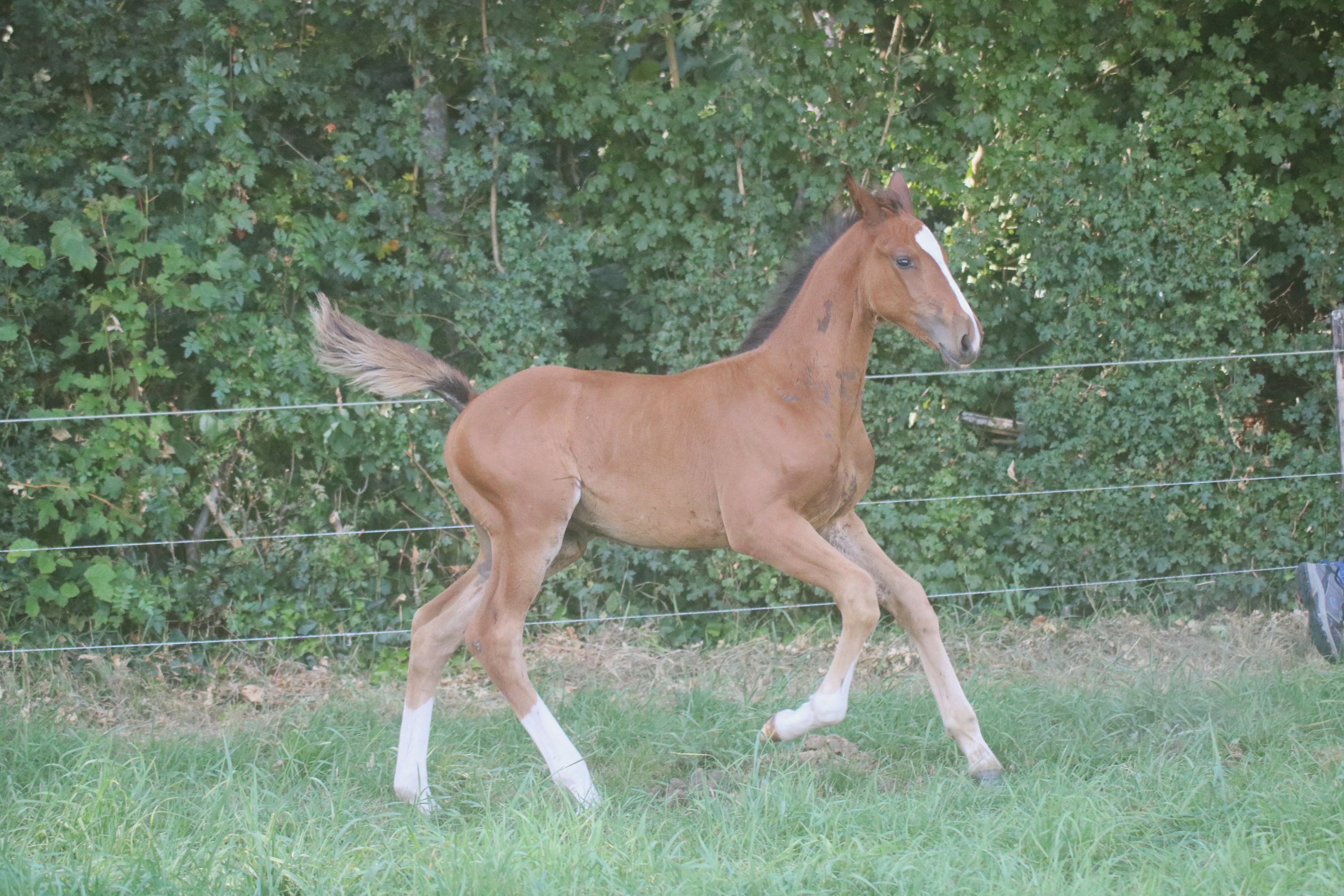 kwpn springpaard hengst 0 歳 bruin 売り出し中 - 写真 6