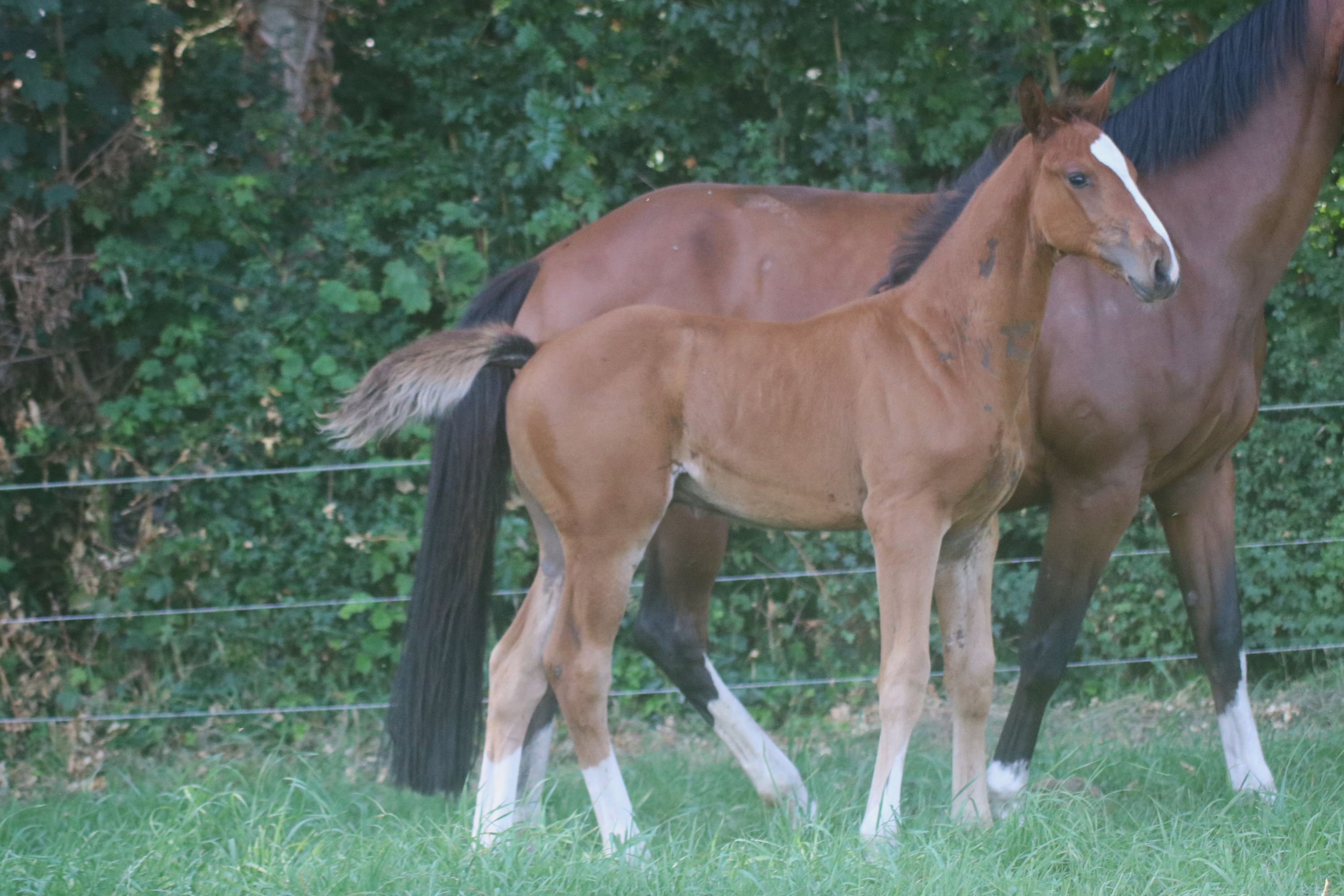 kwpn springpaard hengst 0 歳 bruin 売り出し中 - 写真 5