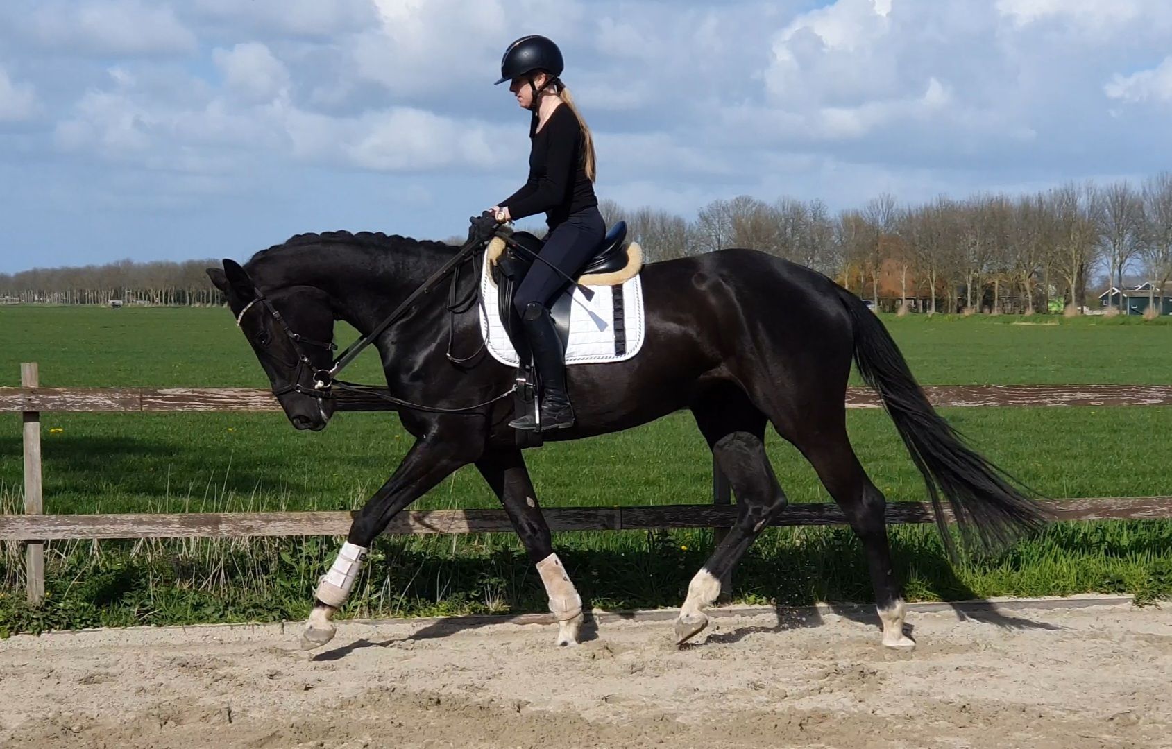 Knappe dressuurmerrie 4 jaar