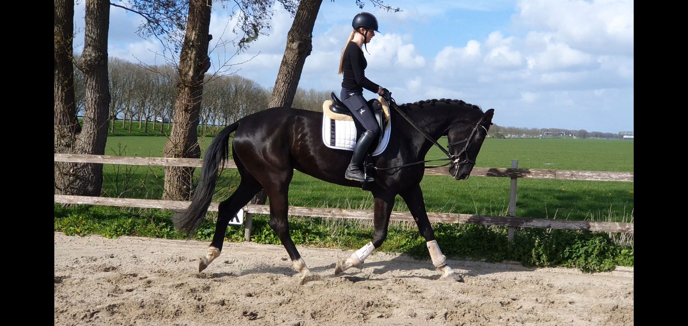 kwpn dressuurpaard merrie 4 år zwart till salu - Foto 6