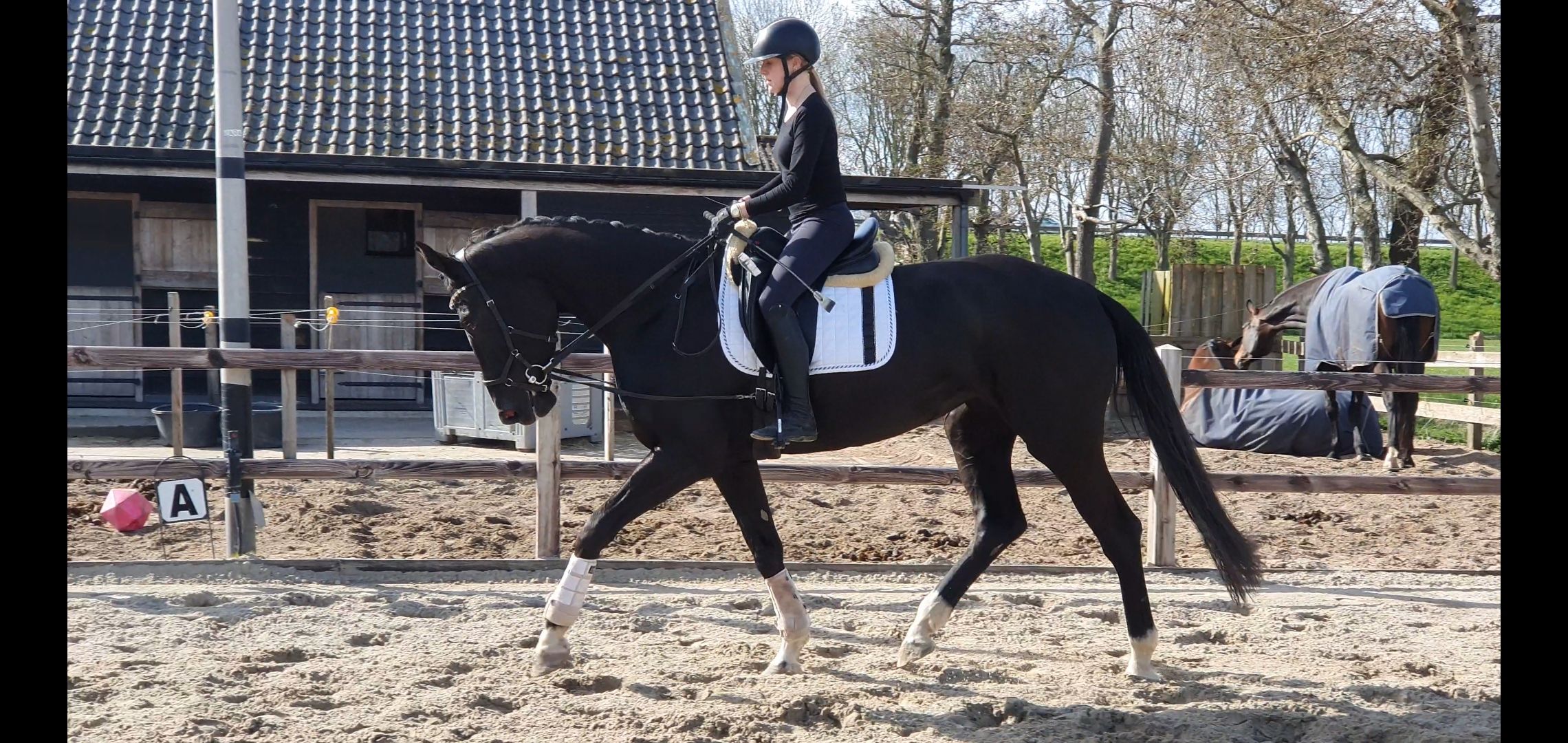 kwpn dressuurpaard merrie 4 år zwart till salu - Foto 5