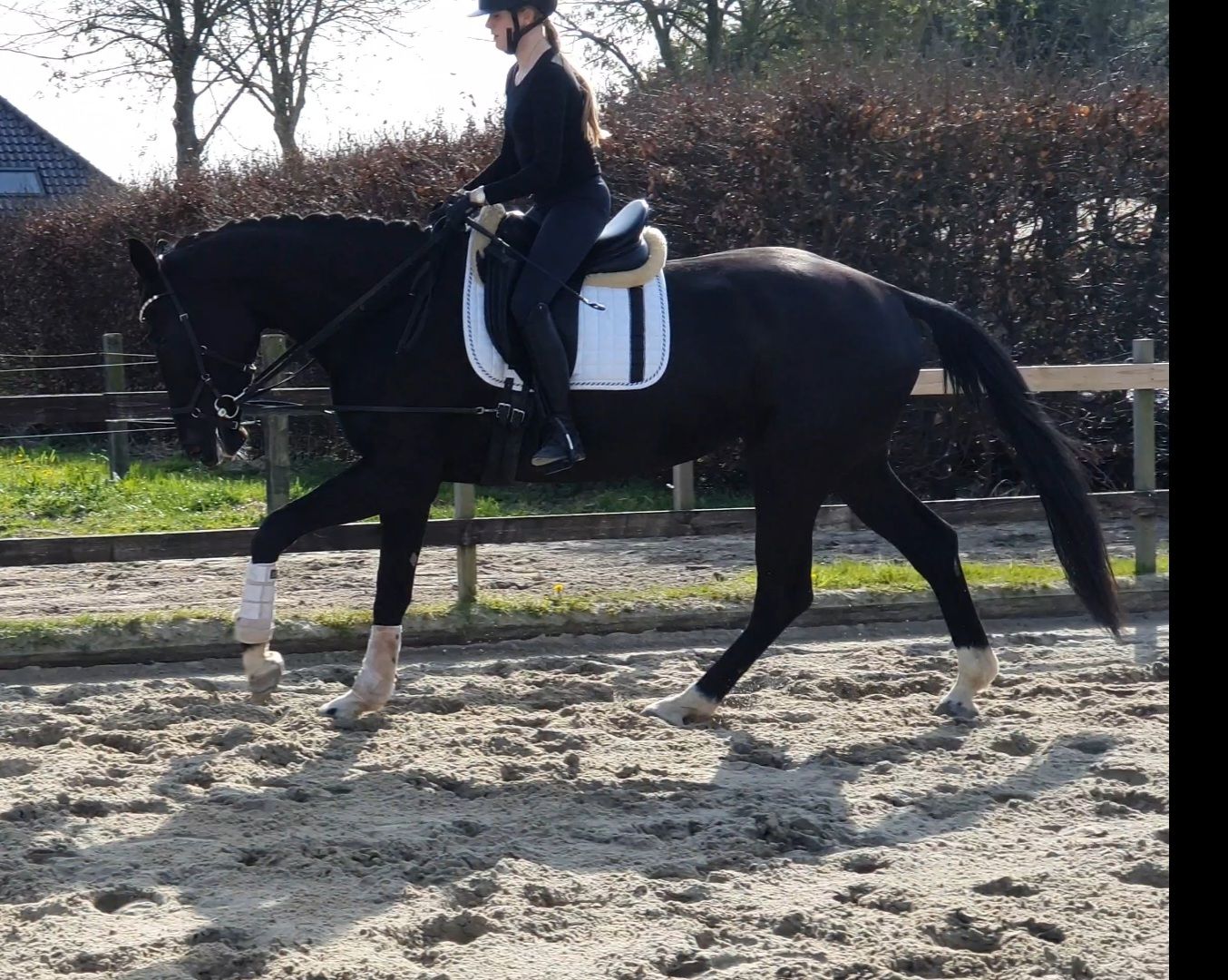 kwpn dressuurpaard merrie 4 år zwart till salu - Foto 4