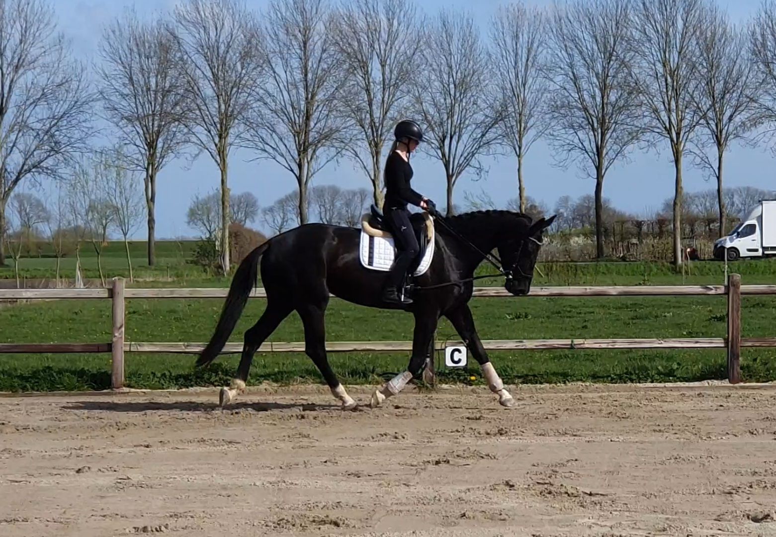 kwpn dressuurpaard merrie 4 år zwart till salu - Foto 2