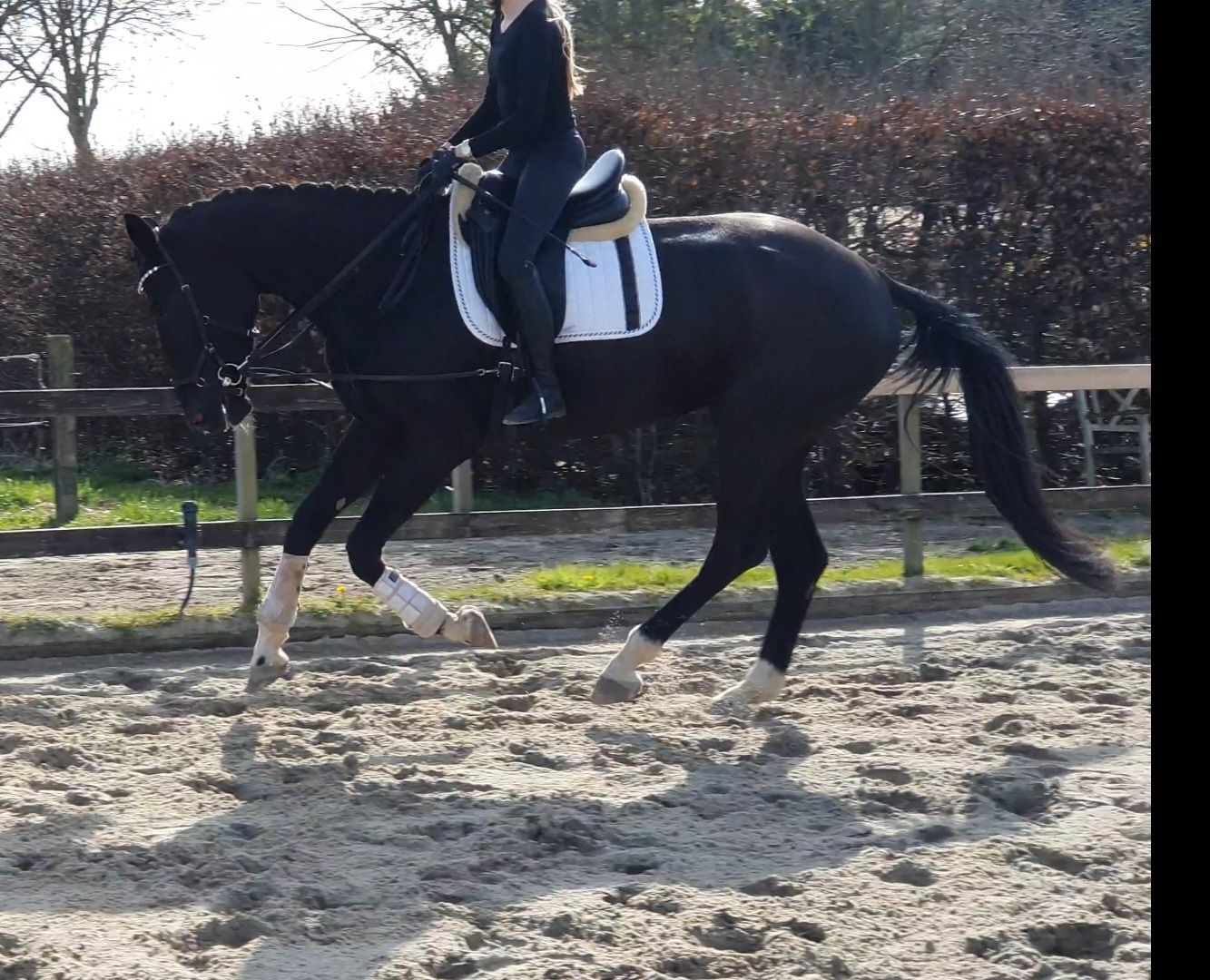kwpn dressuurpaard merrie 4 år zwart till salu - Foto 3