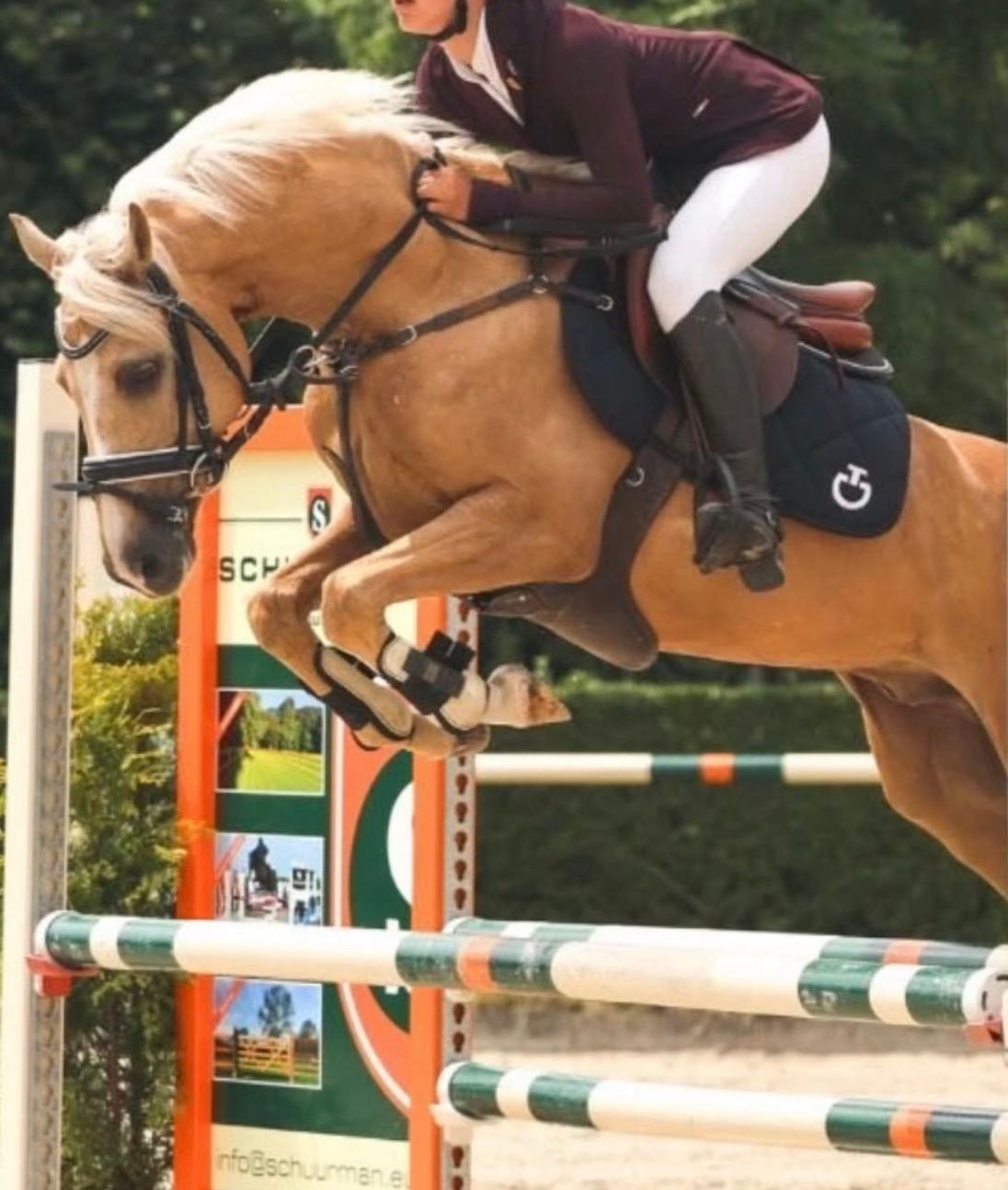 Poney de sport talentueux