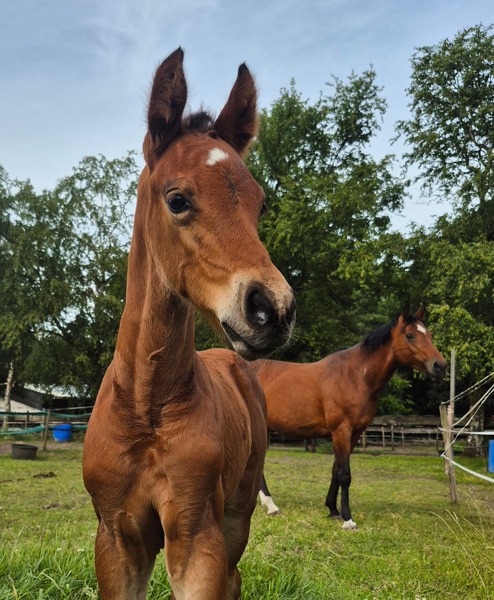 kwpn springpaard hengst 0 years old donkerbruin for sale - Photo 2