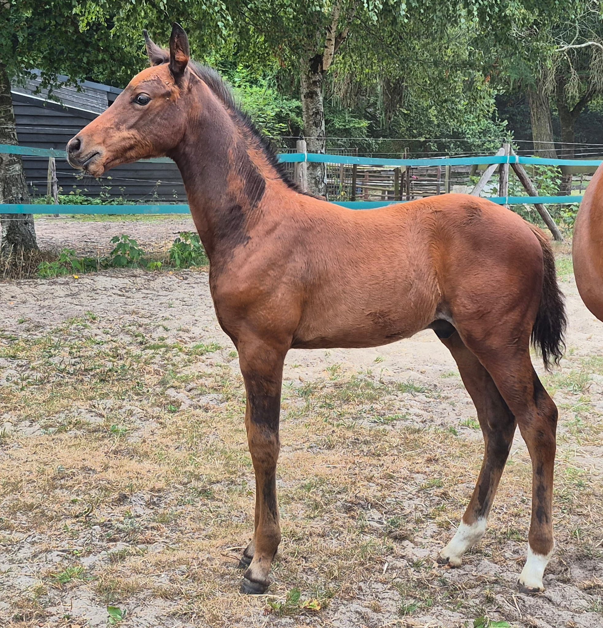 Elegant modern colt foal for sale