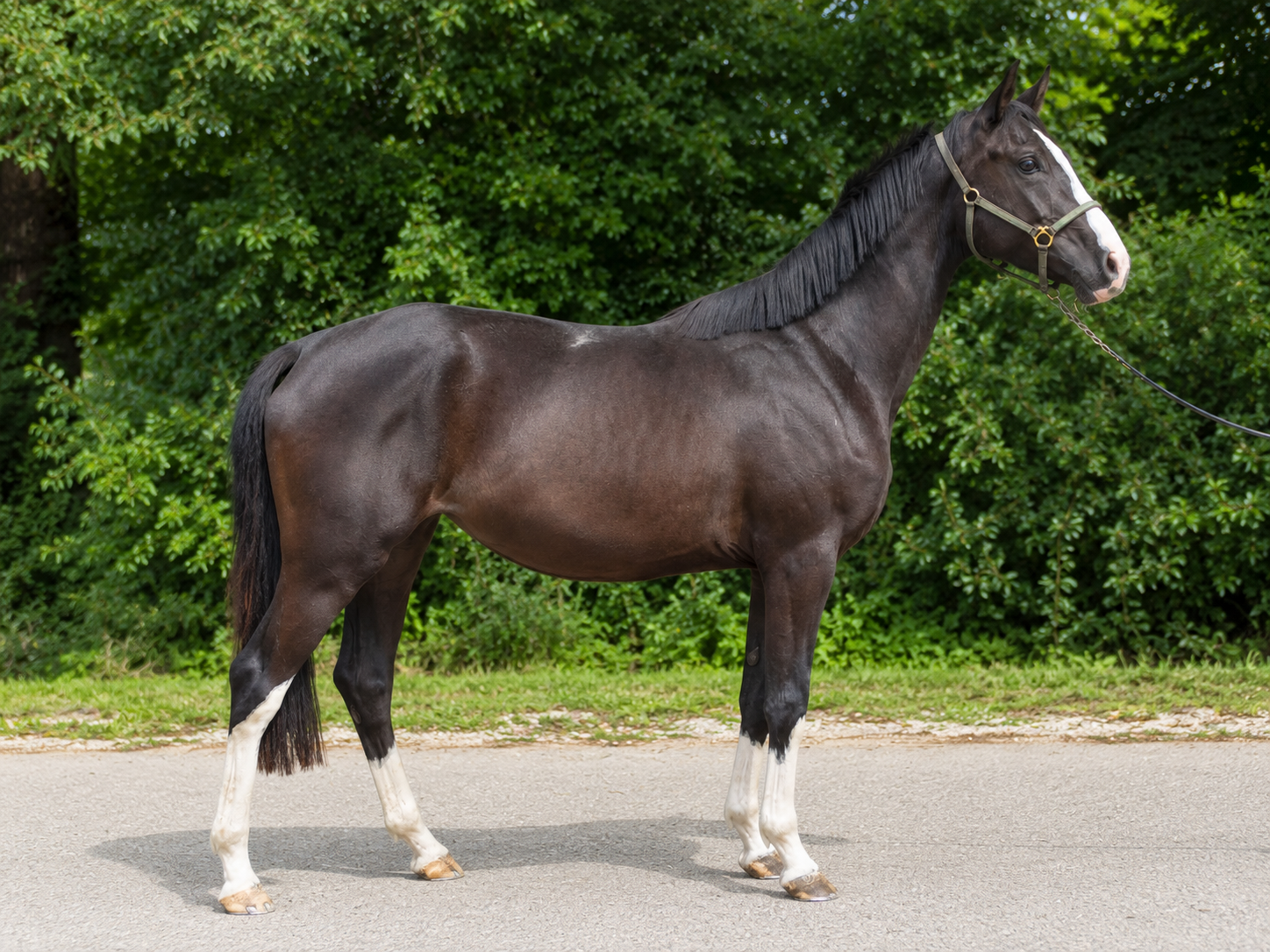 Expresso – Escolar – Samarant aus einer Mutter von Royal Classic – Friedensfürst dressuurpaard merrie 3 år zwart till salu - Foto 3