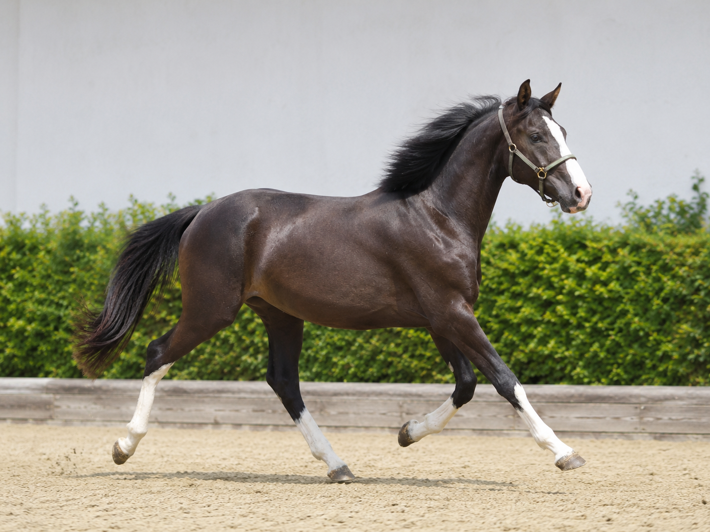 Expresso – Escolar – Samarant aus einer Mutter von Royal Classic – Friedensfürst dressuurpaard merrie 3 år zwart till salu - Foto 4