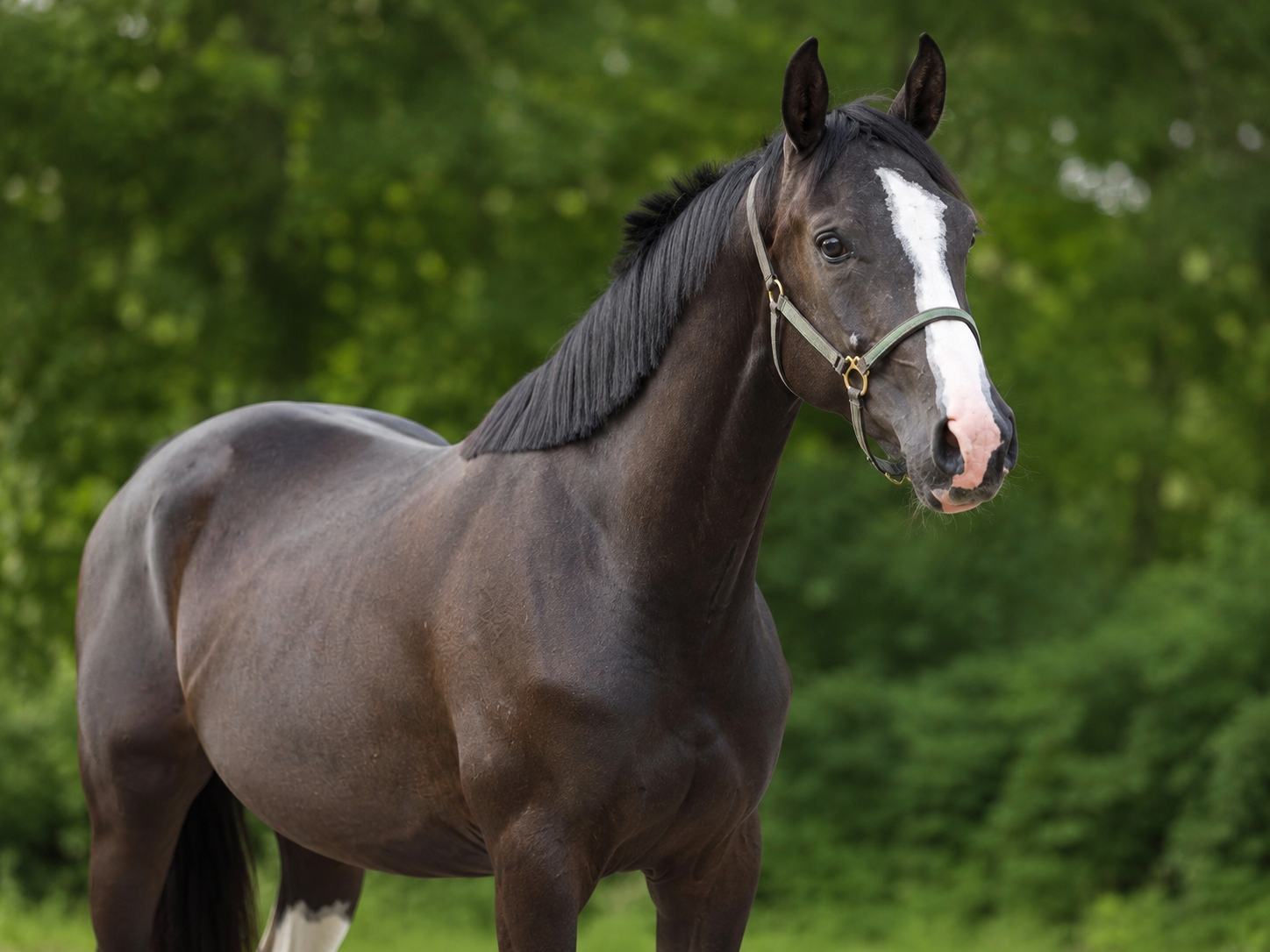 Expresso – Escolar – Samarant aus einer Mutter von Royal Classic – Friedensfürst dressuurpaard merrie 3 år zwart till salu - Foto 2