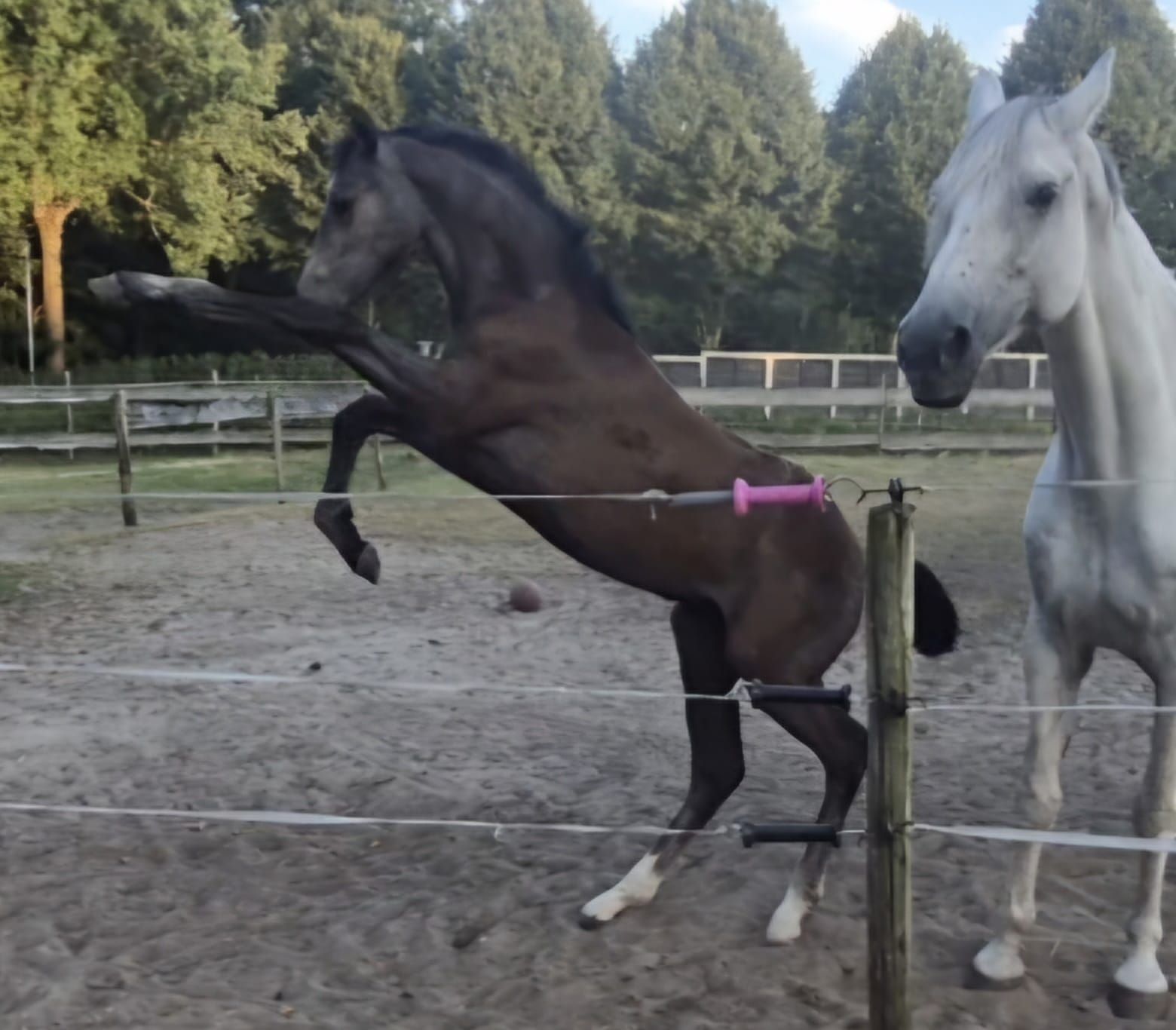 kwpn springpaard merrie 0 岁 schimmel 出售 - 照片 3