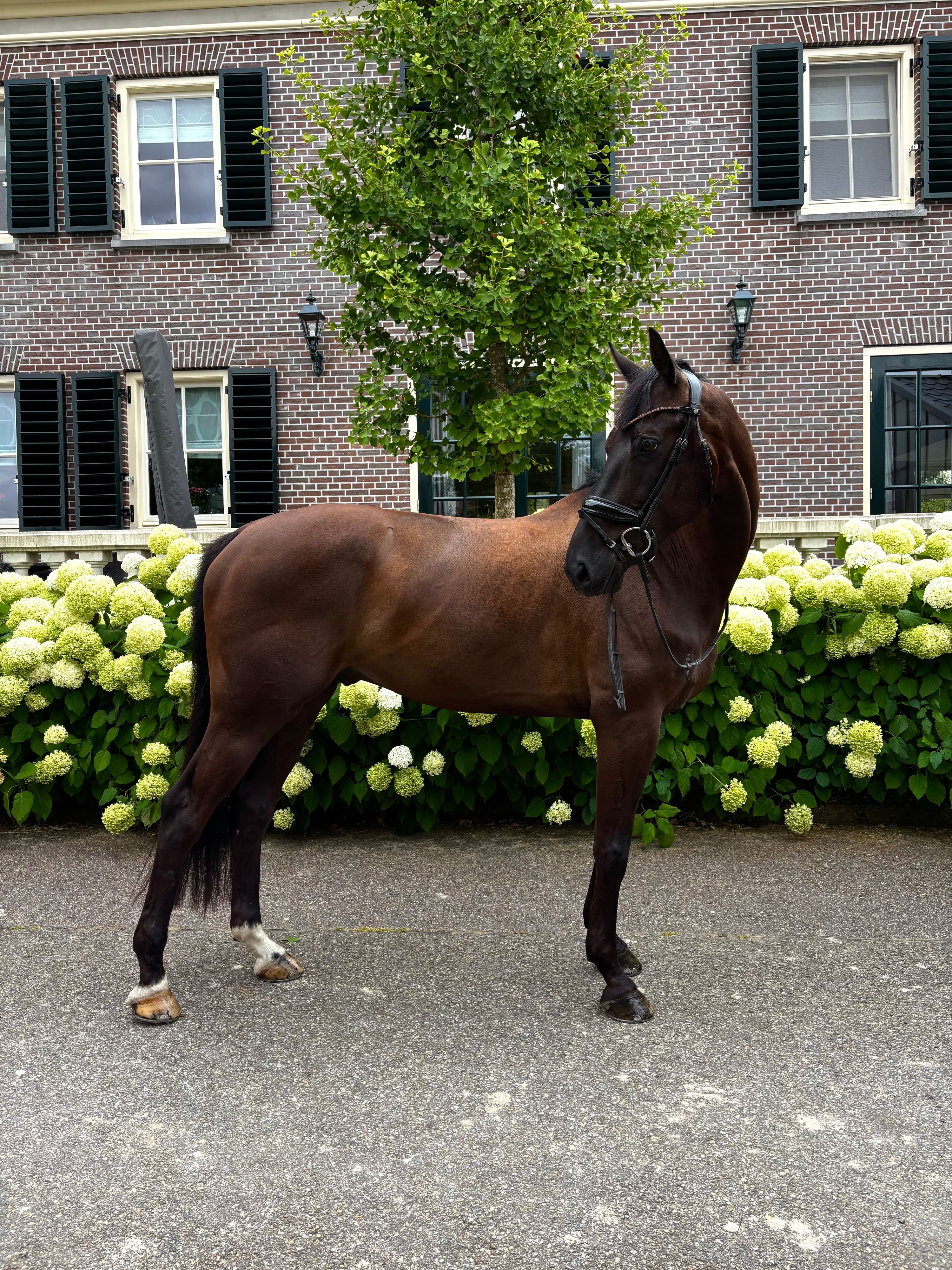 ✨Talentfuld dressurpony til salg✨
