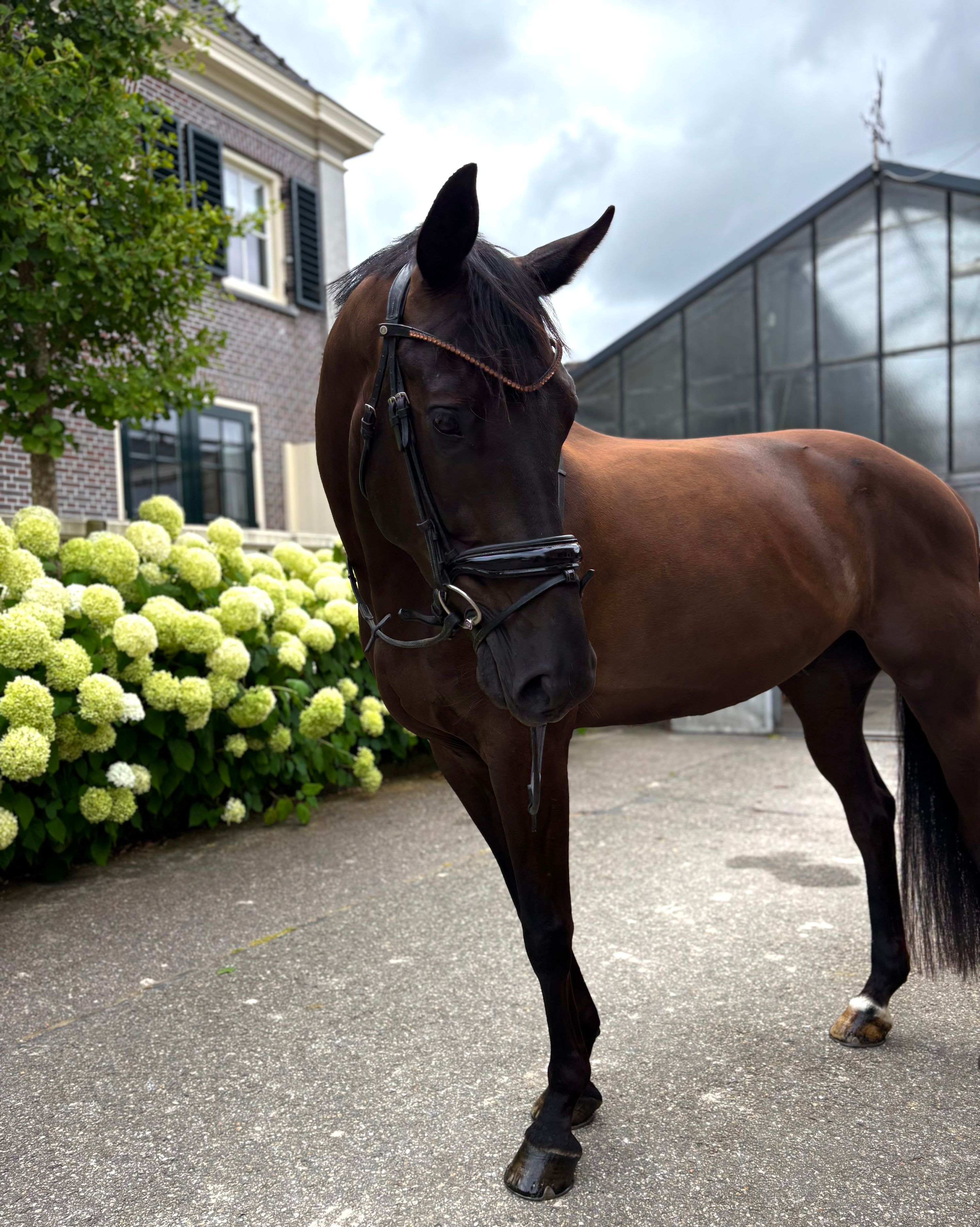 kwpn dressuurpony ruin 7 år zwart til salg - Foto 2