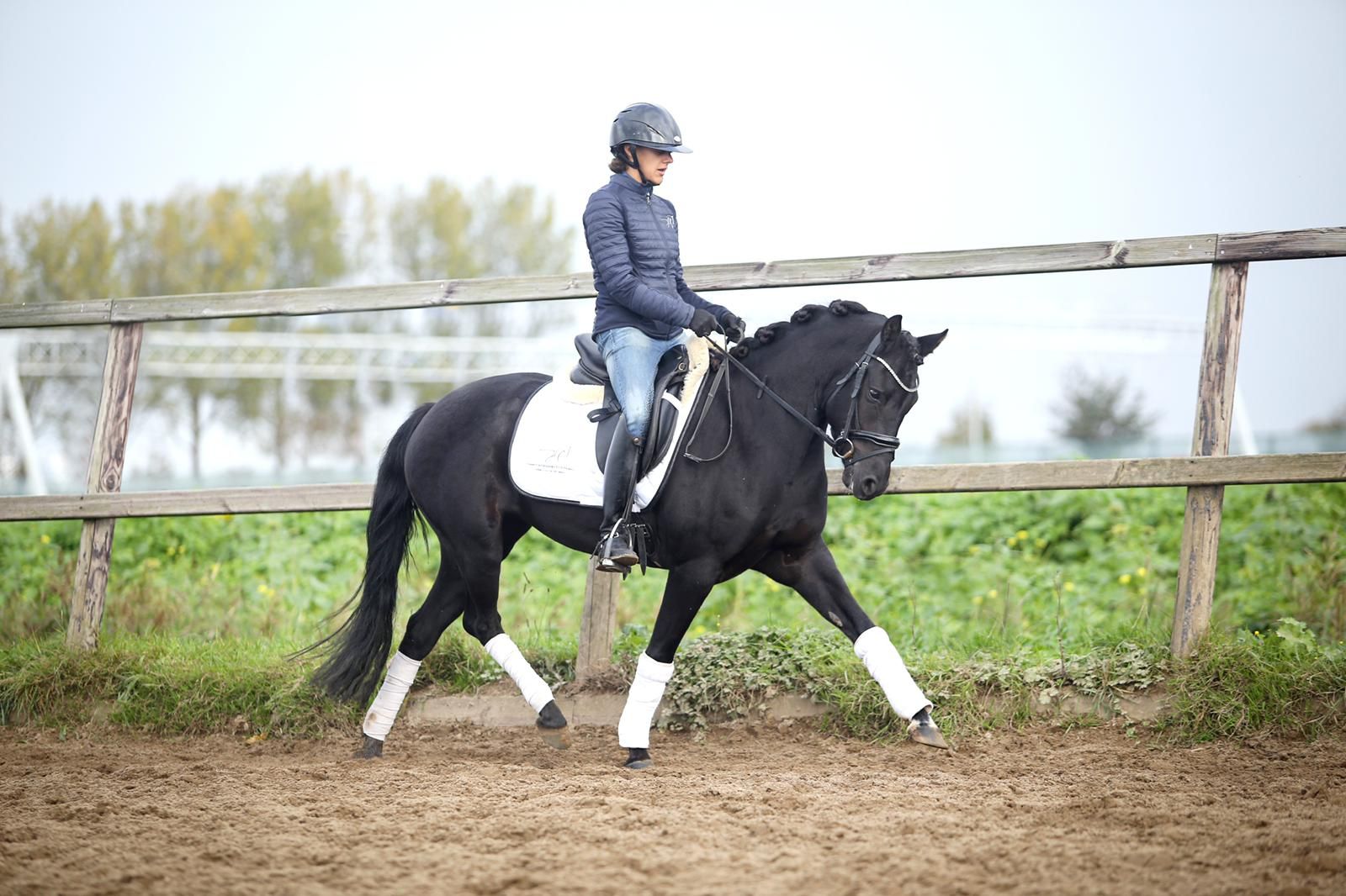 new-forest allround-pony merrie 9 år zwart til salg - Foto 5