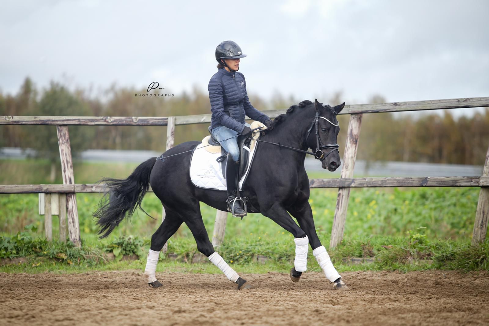 new-forest allround-pony merrie 9 år zwart til salg - Foto 6