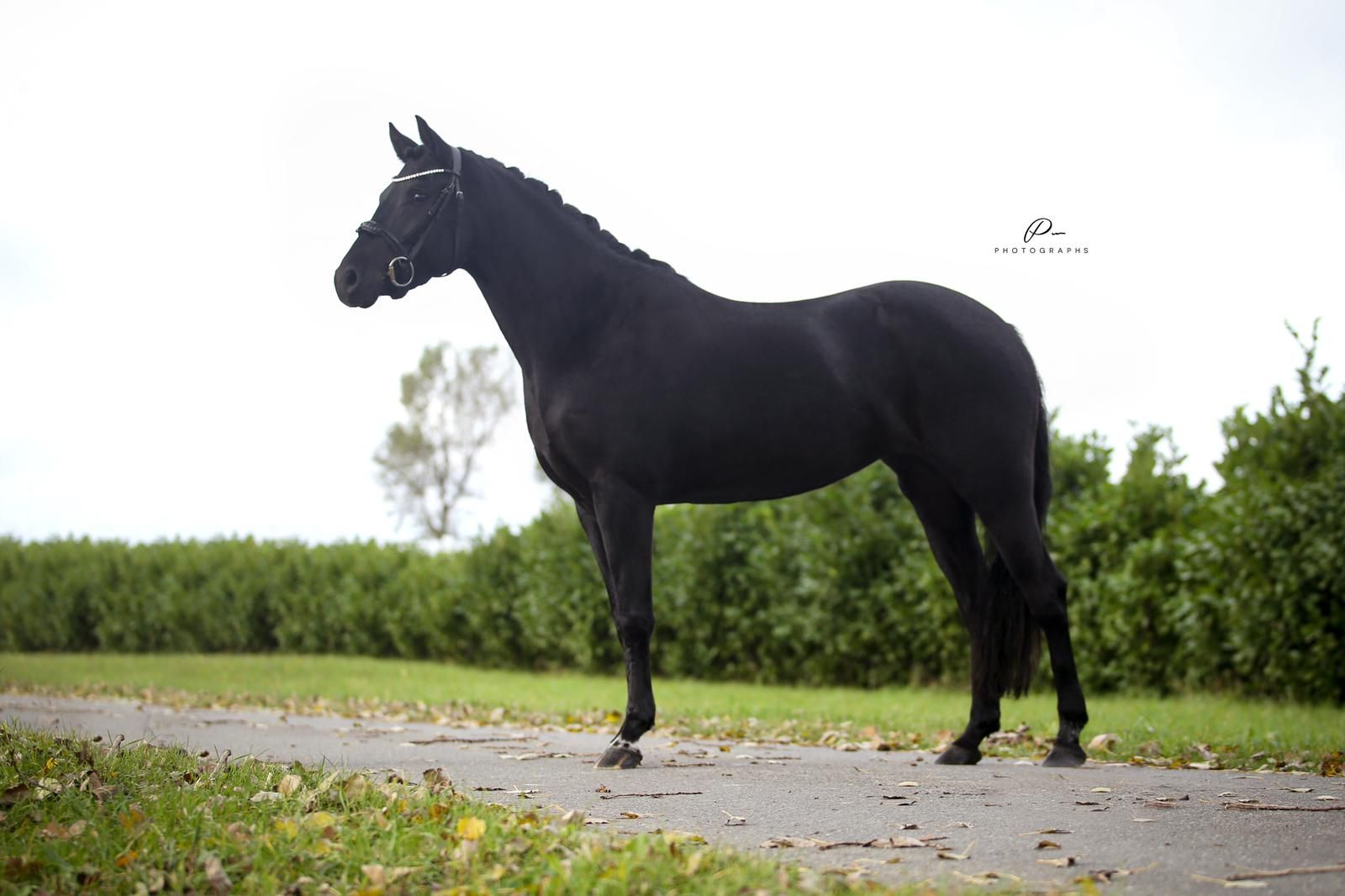 new-forest allround-pony merrie 9 år zwart til salg - Foto 2